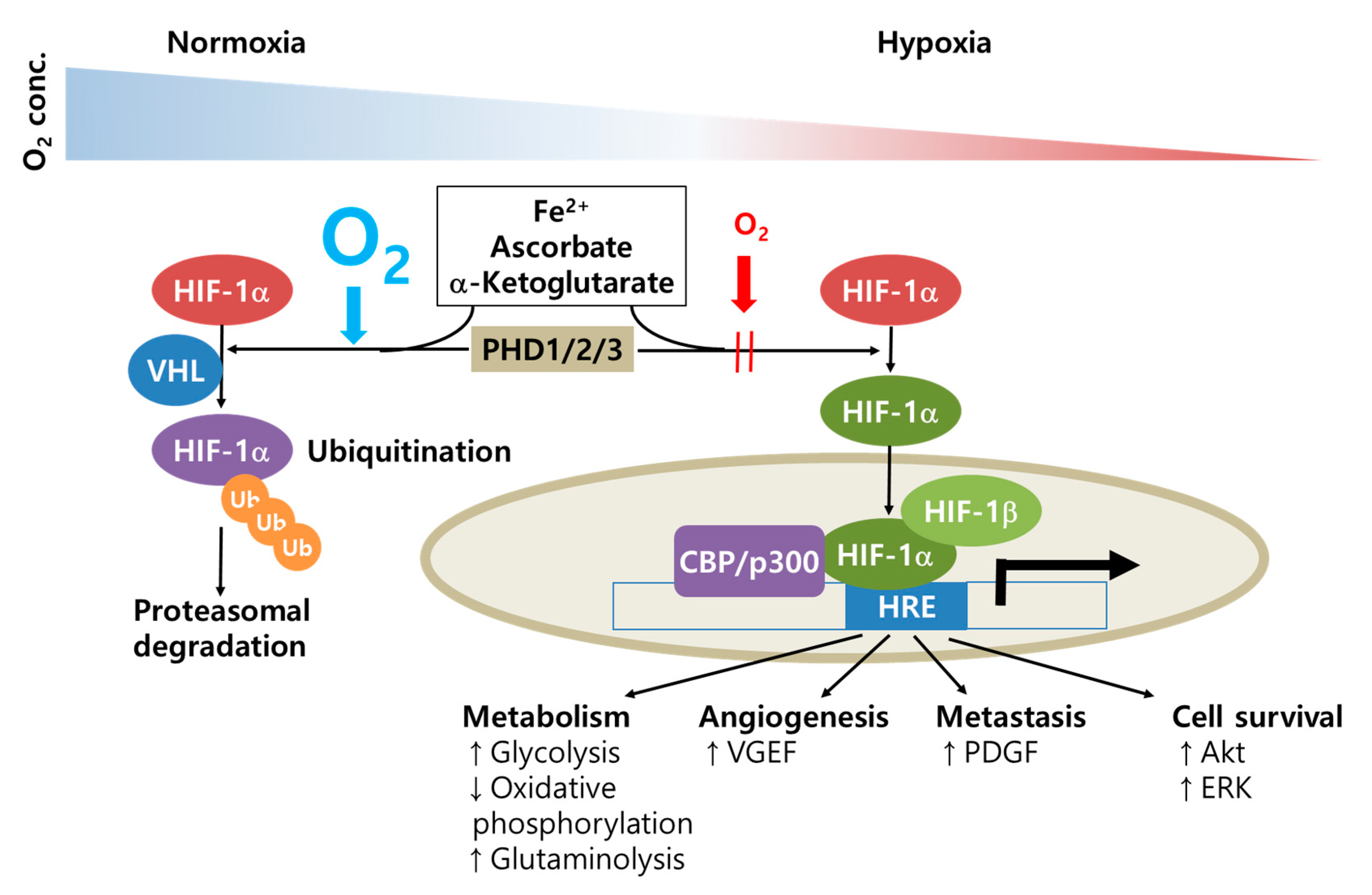 Cancers 12 01822 g003