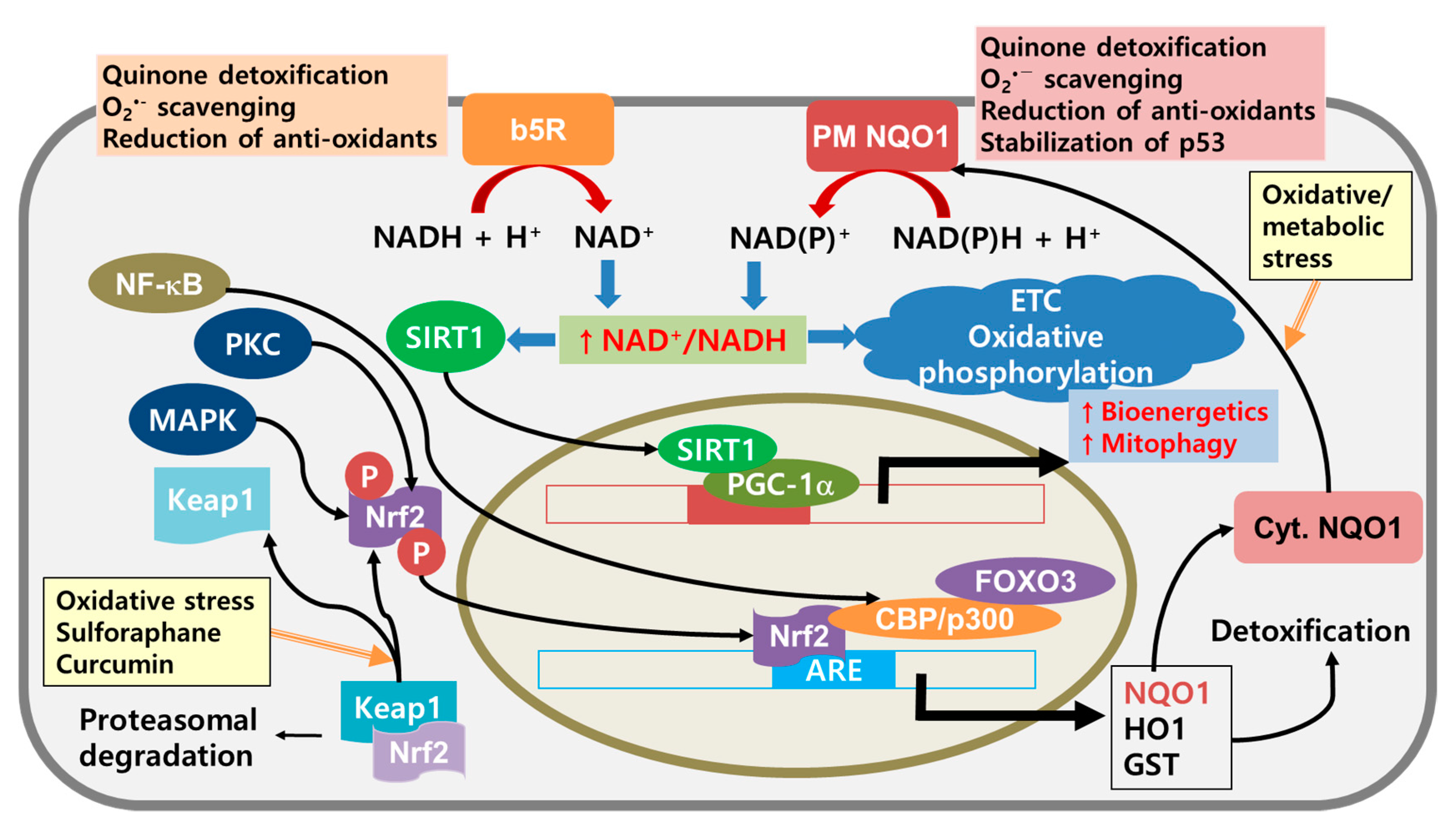 Cancers 12 01822 g004