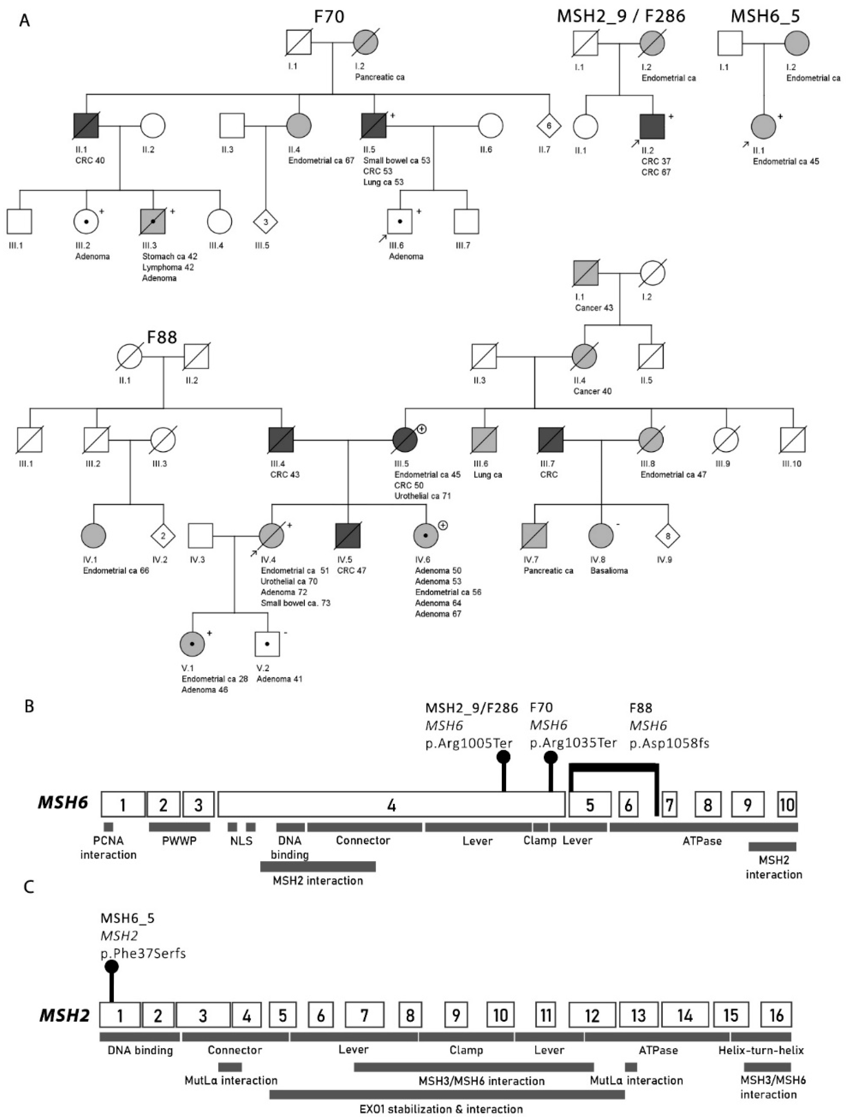 Cancers 12 01853 g003 Cancers 12 01853 g003