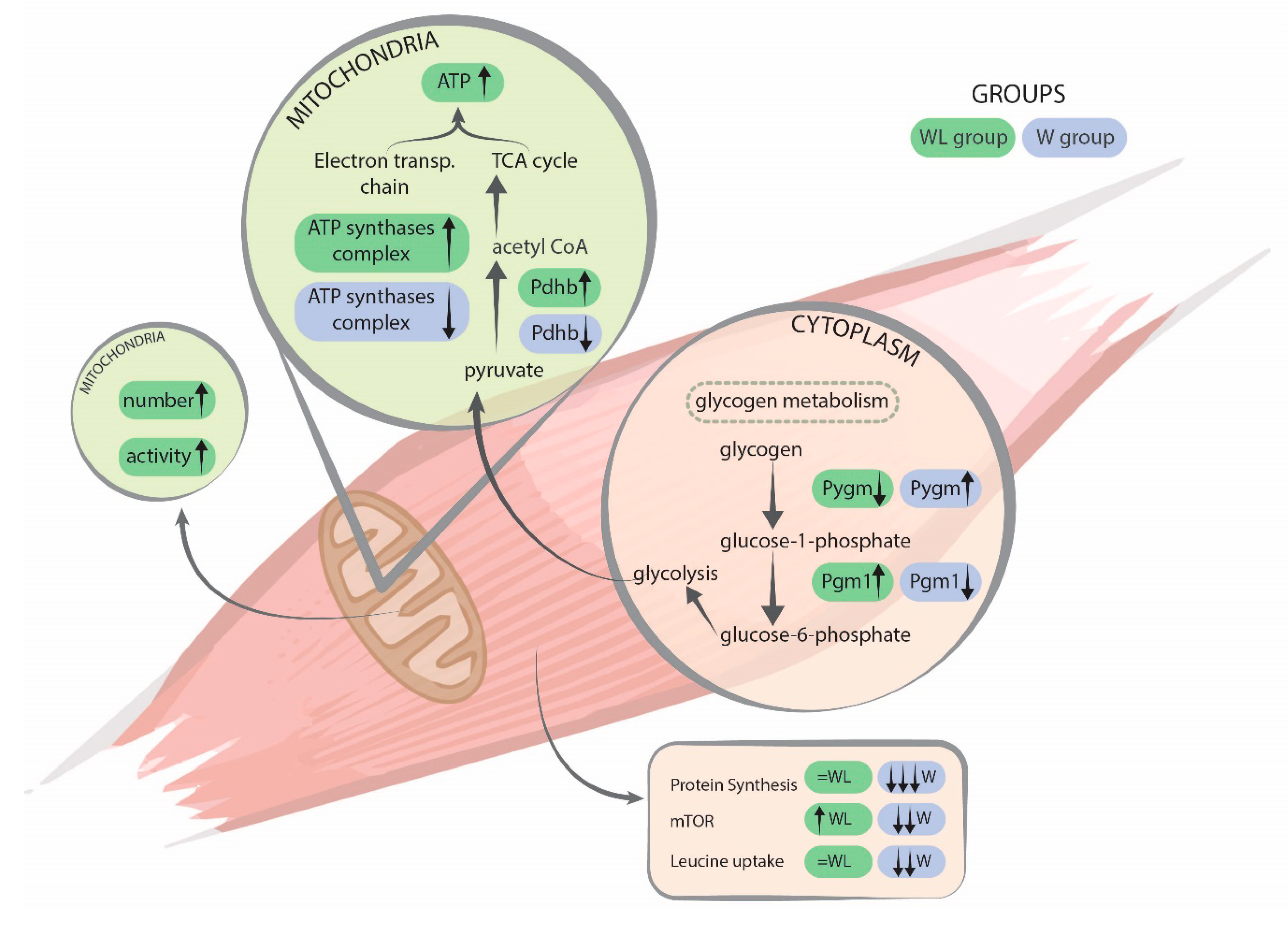 Cancers 12 01880 g007 Cancers 12 01880 g007