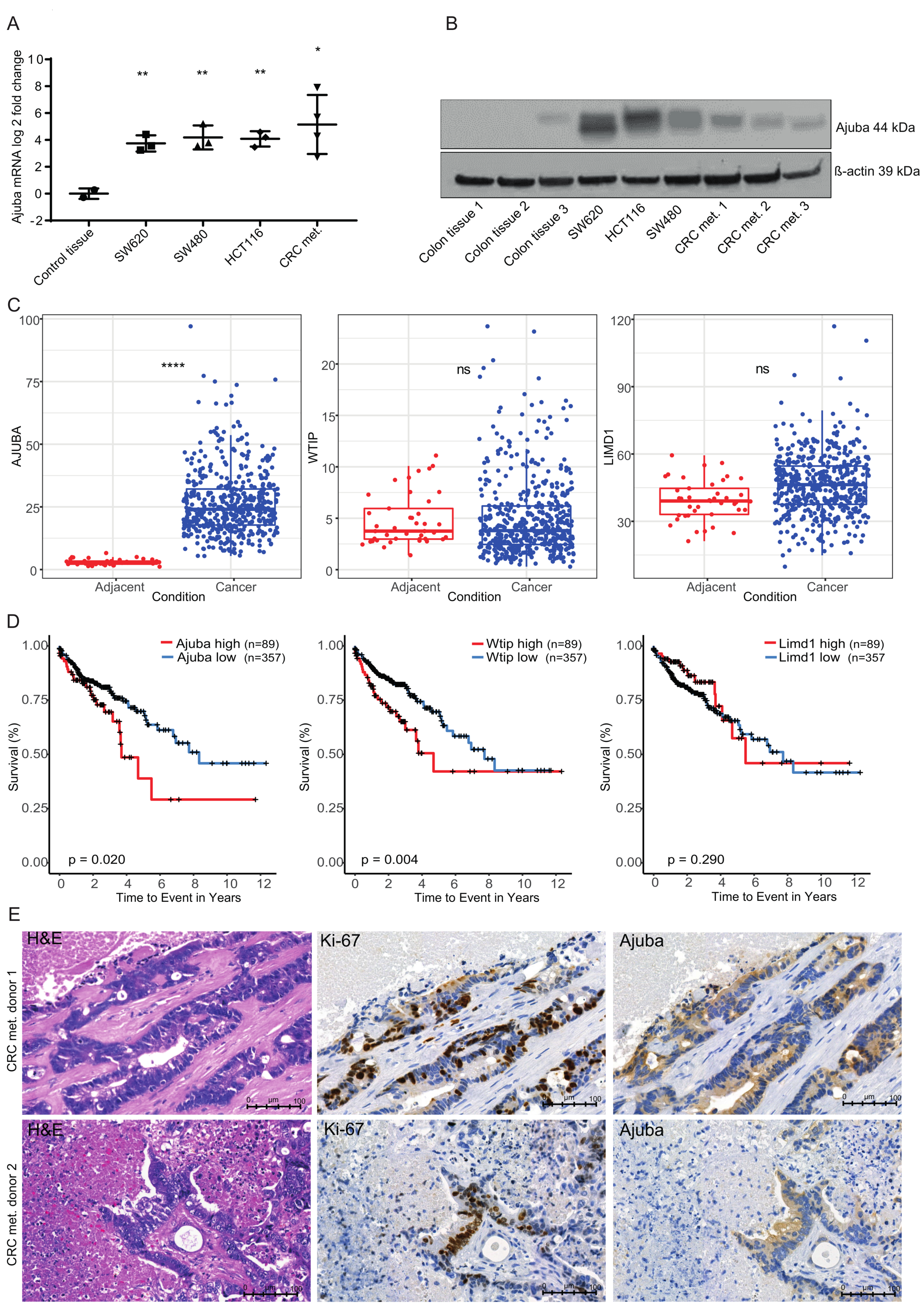 Cancers 12 01913 g001