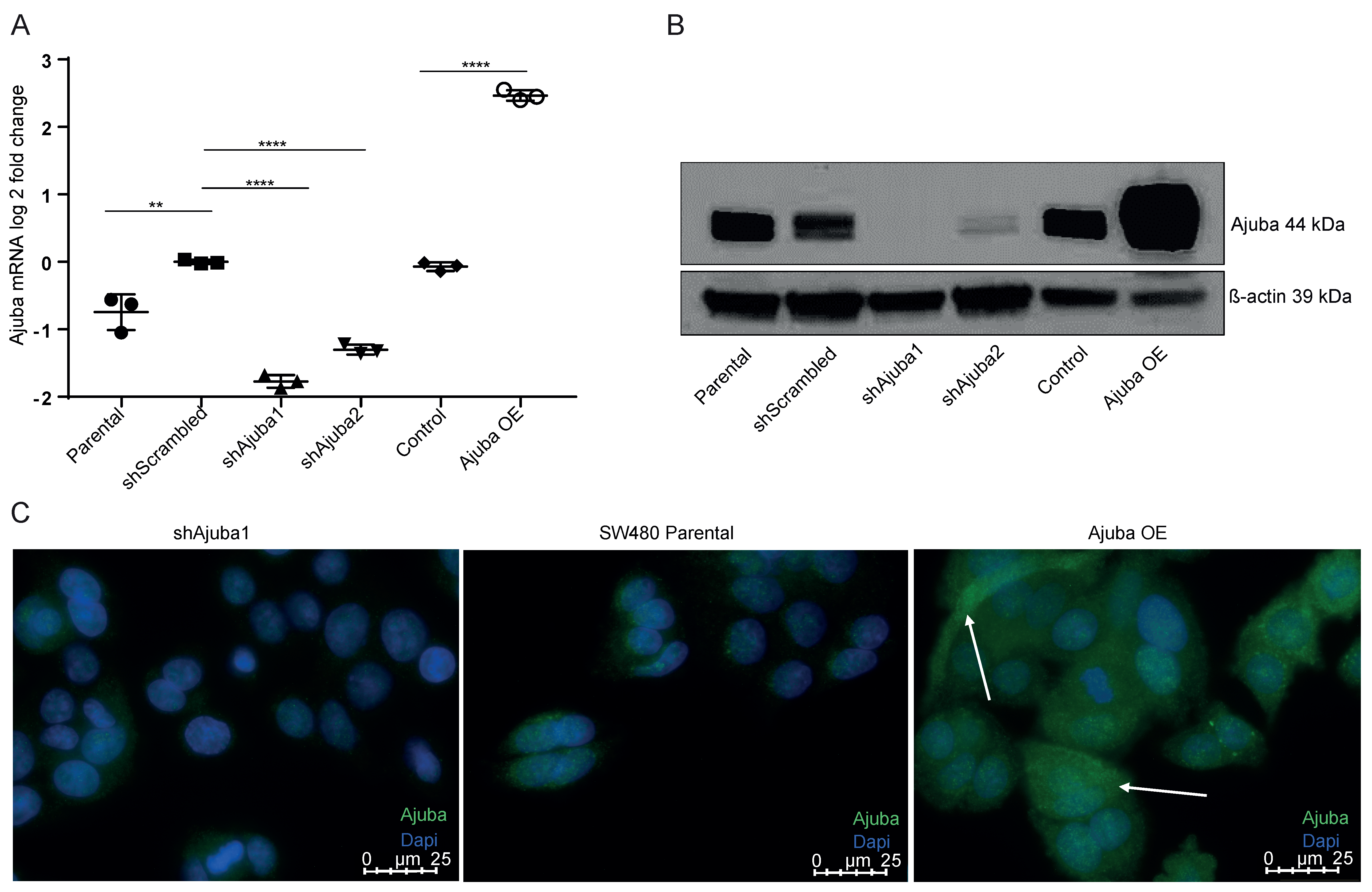 Cancers 12 01913 g002