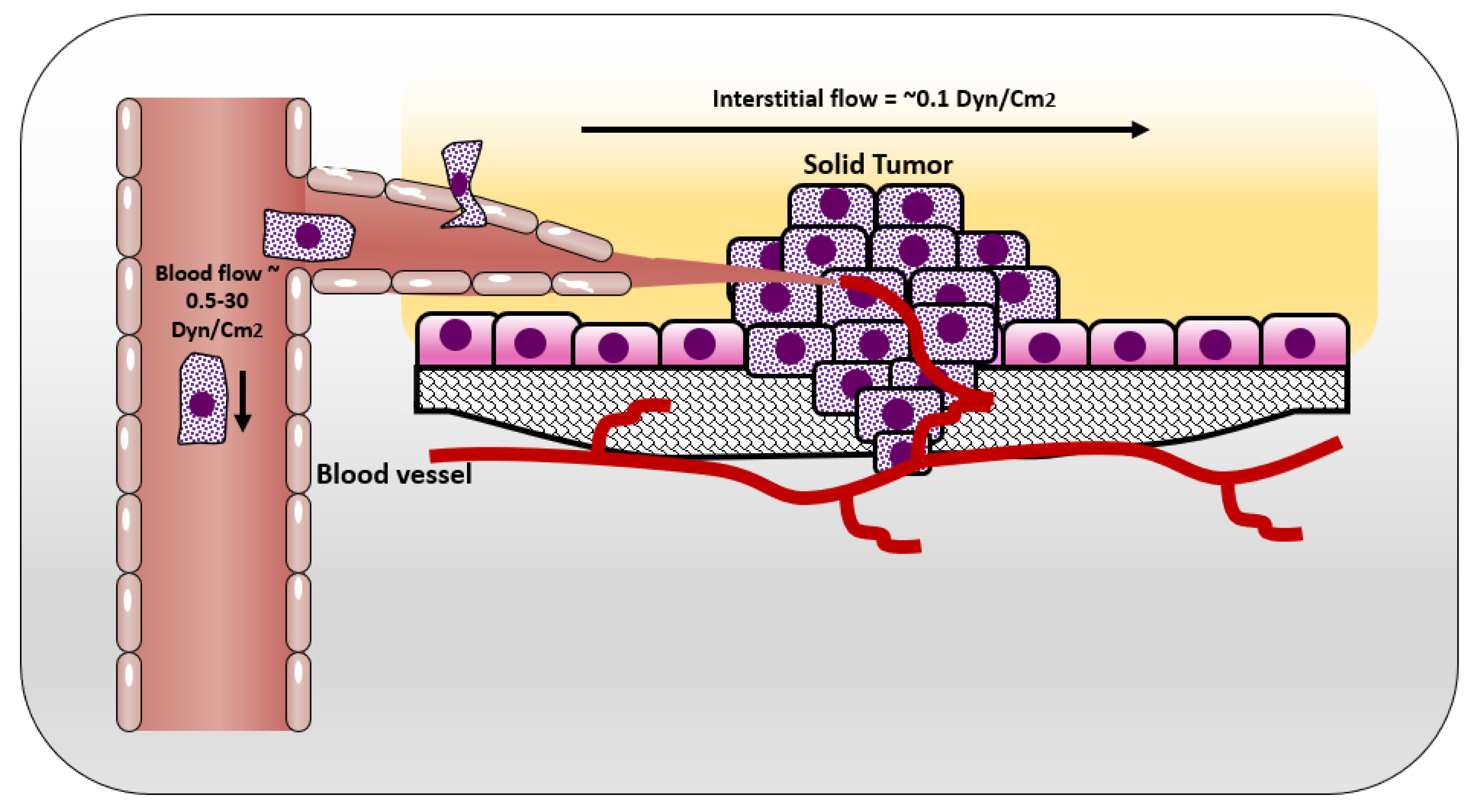 Cancers 12 01916 g002