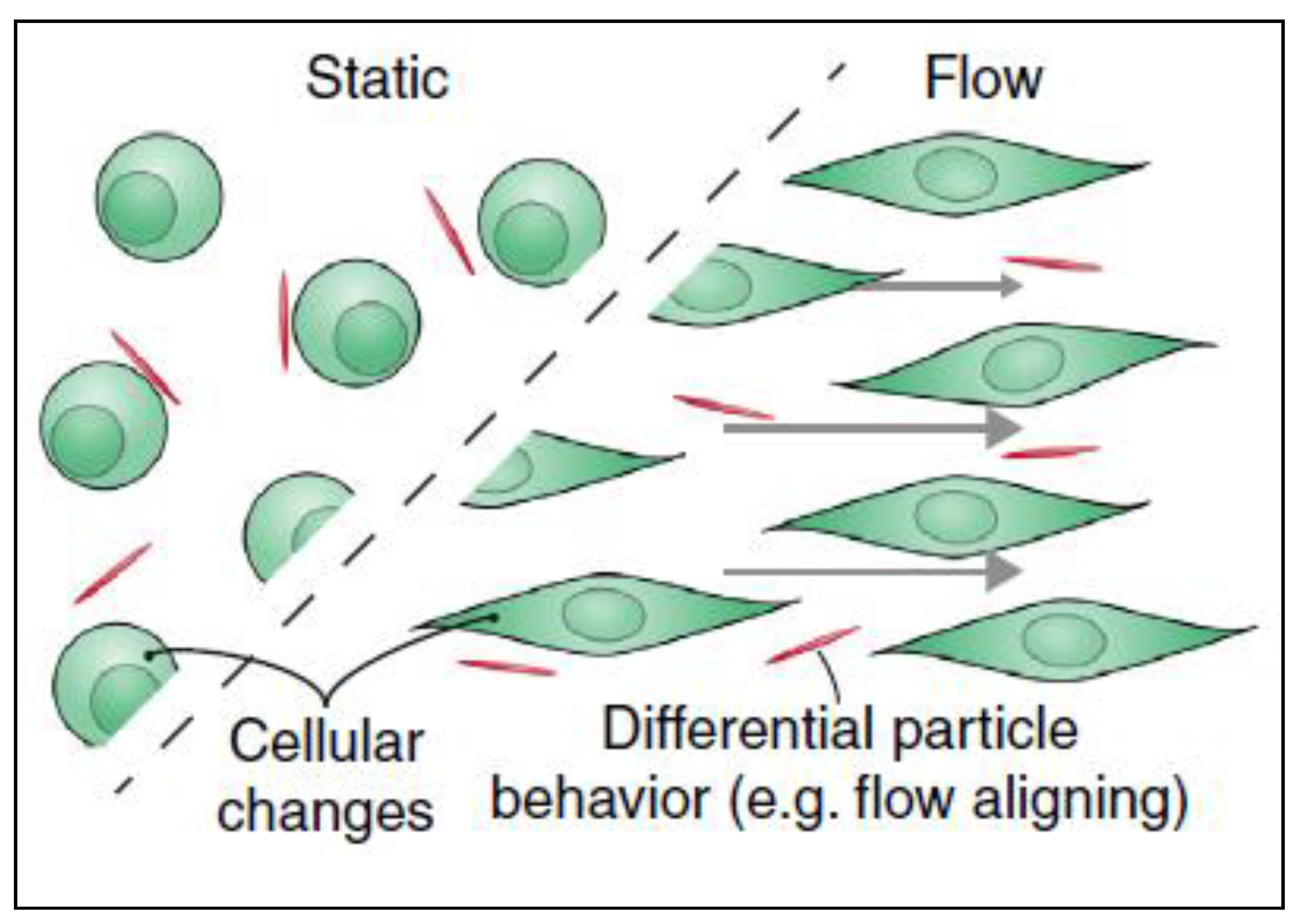 Cancers 12 01916 g006