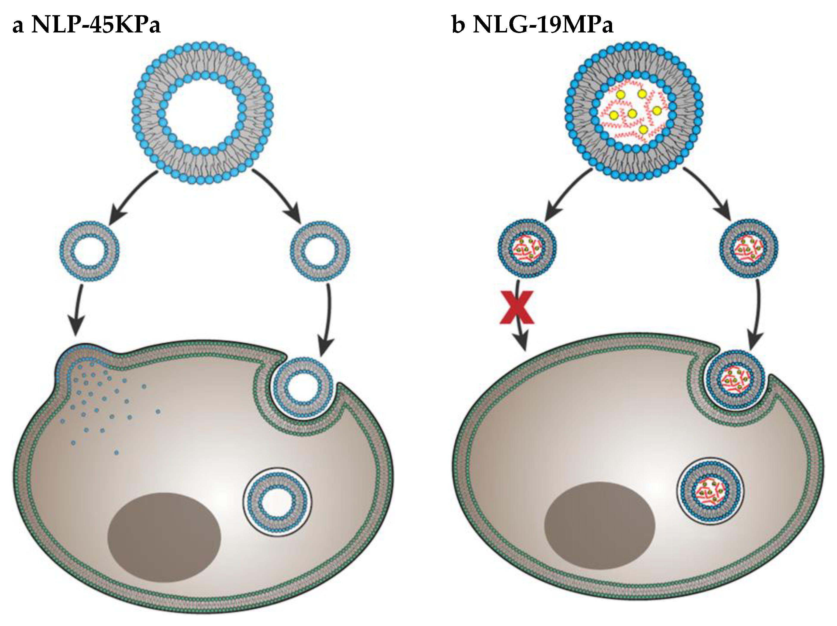 Cancers 12 01916 g007
