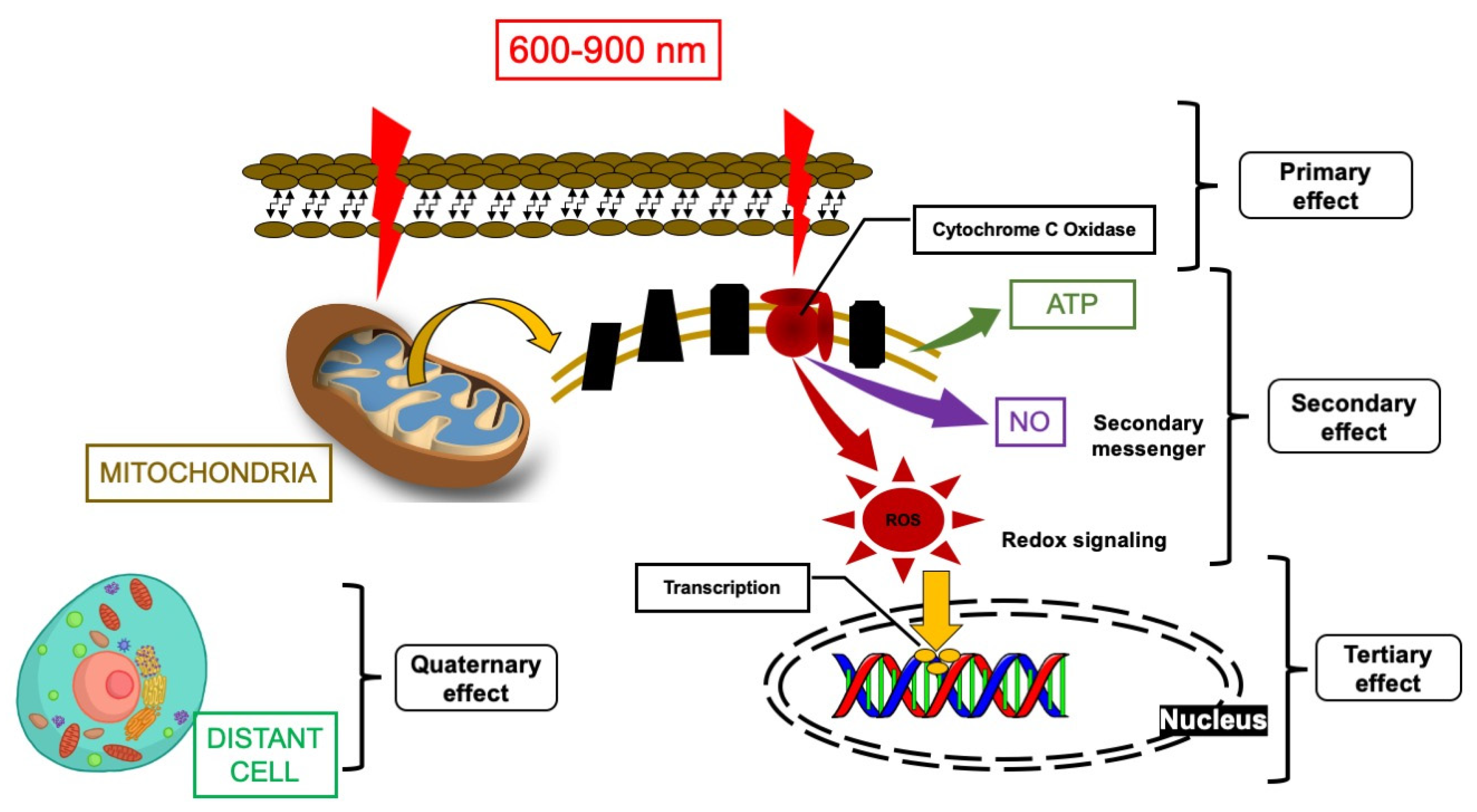 Cancers 12 01949 g001