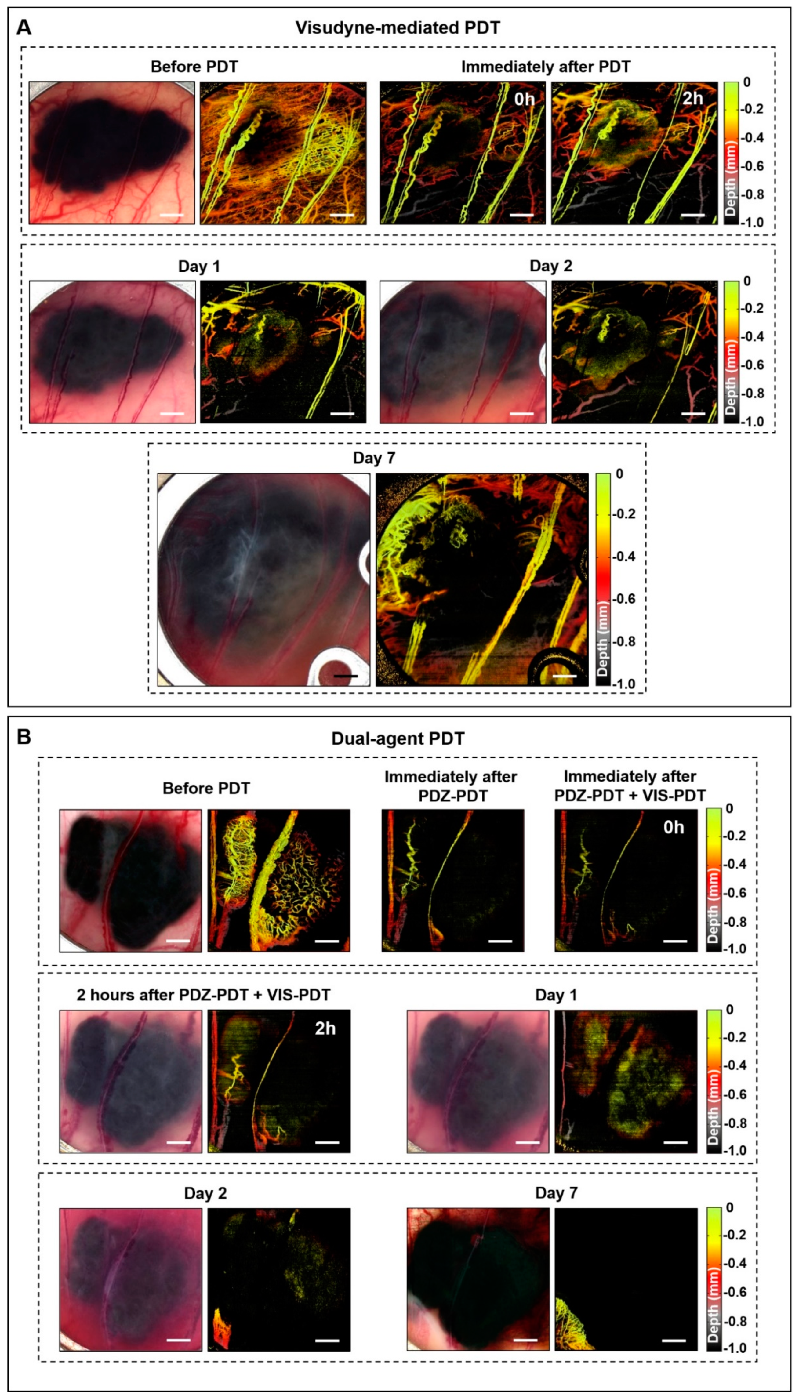 Cancers 12 01956 g002