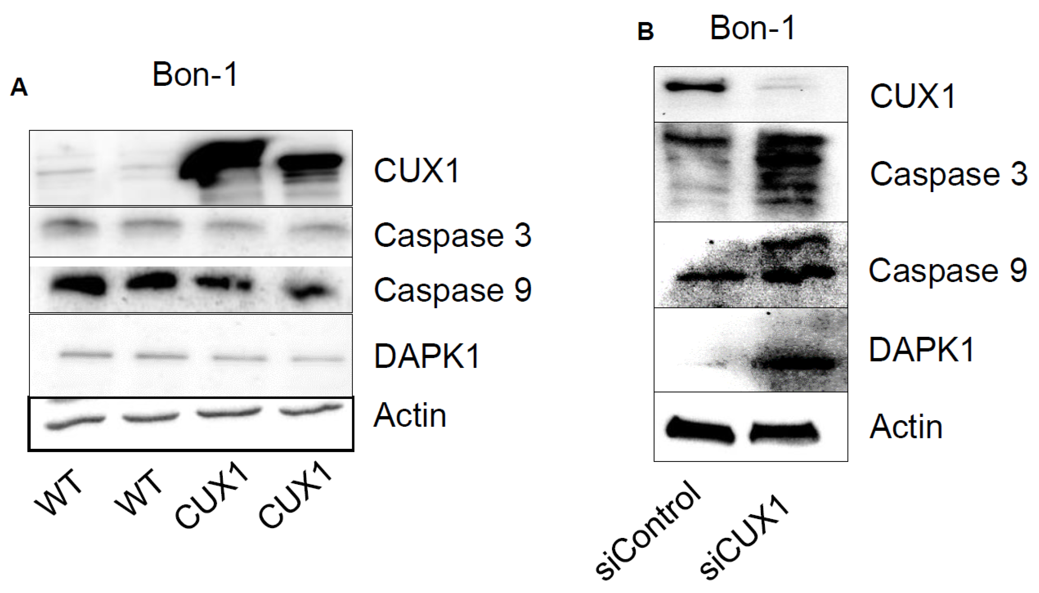 Cancers 12 01957 g003 Cancers 12 01957 g003