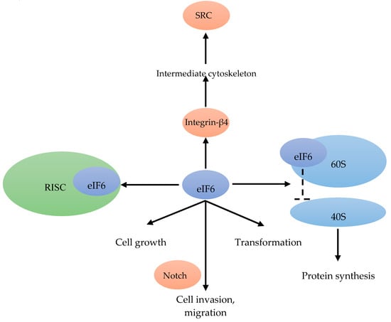 Cancers 12 01984 g008