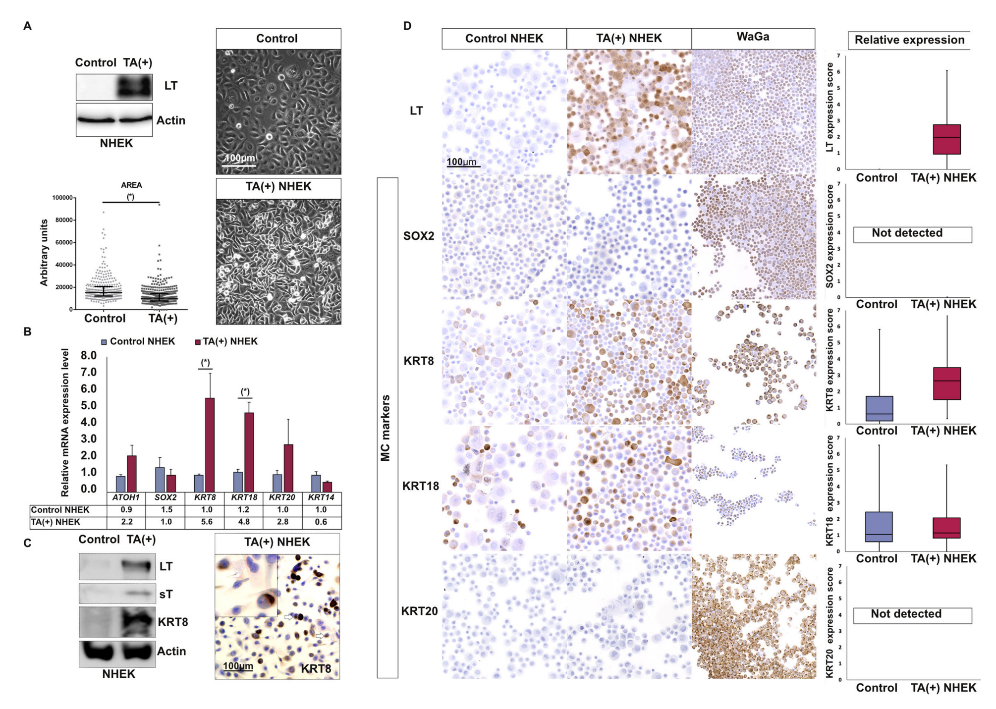 Cancers 12 01989 g003 Cancers 12 01989 g003