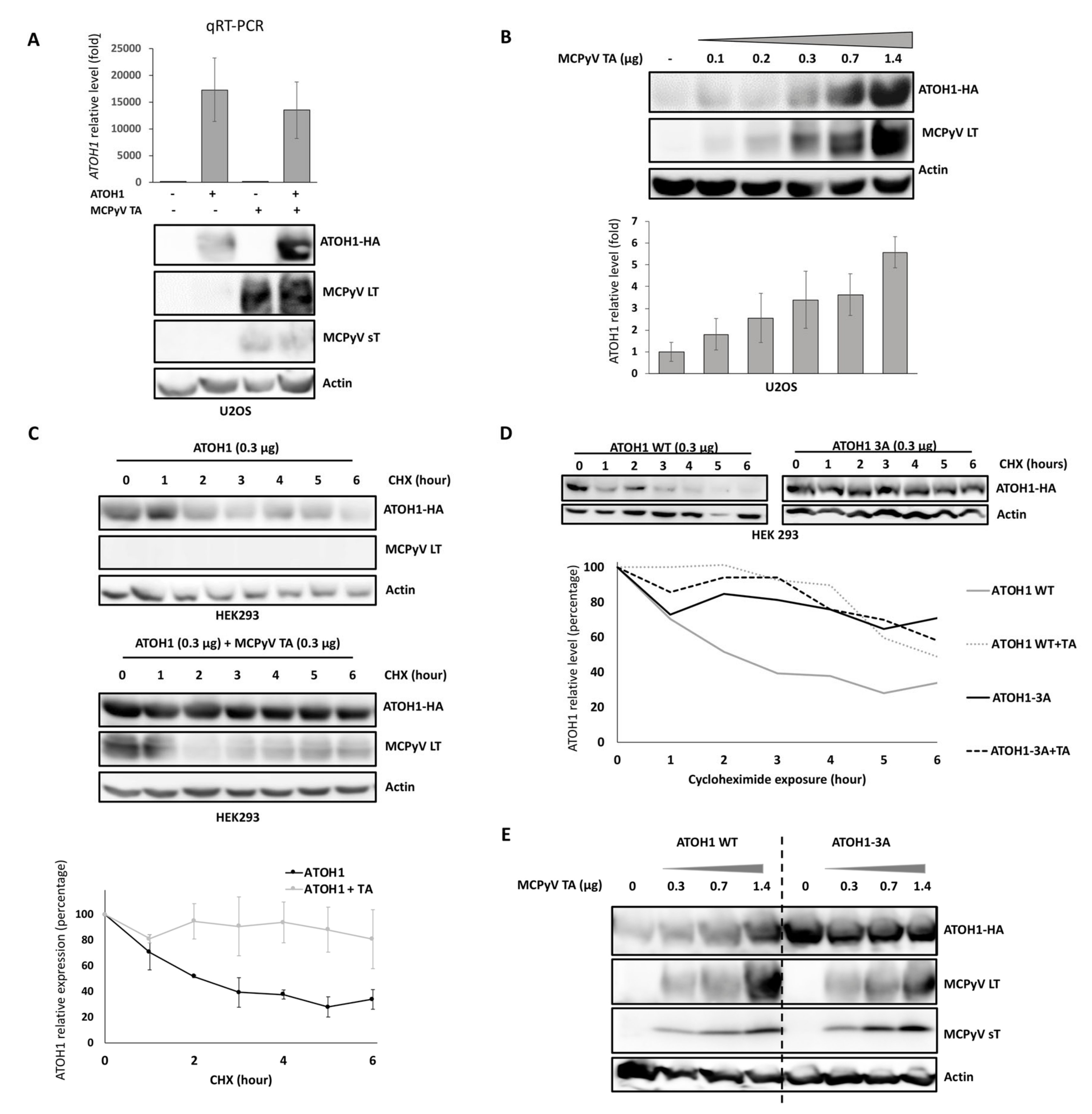 Cancers 12 01989 g005 Cancers 12 01989 g005