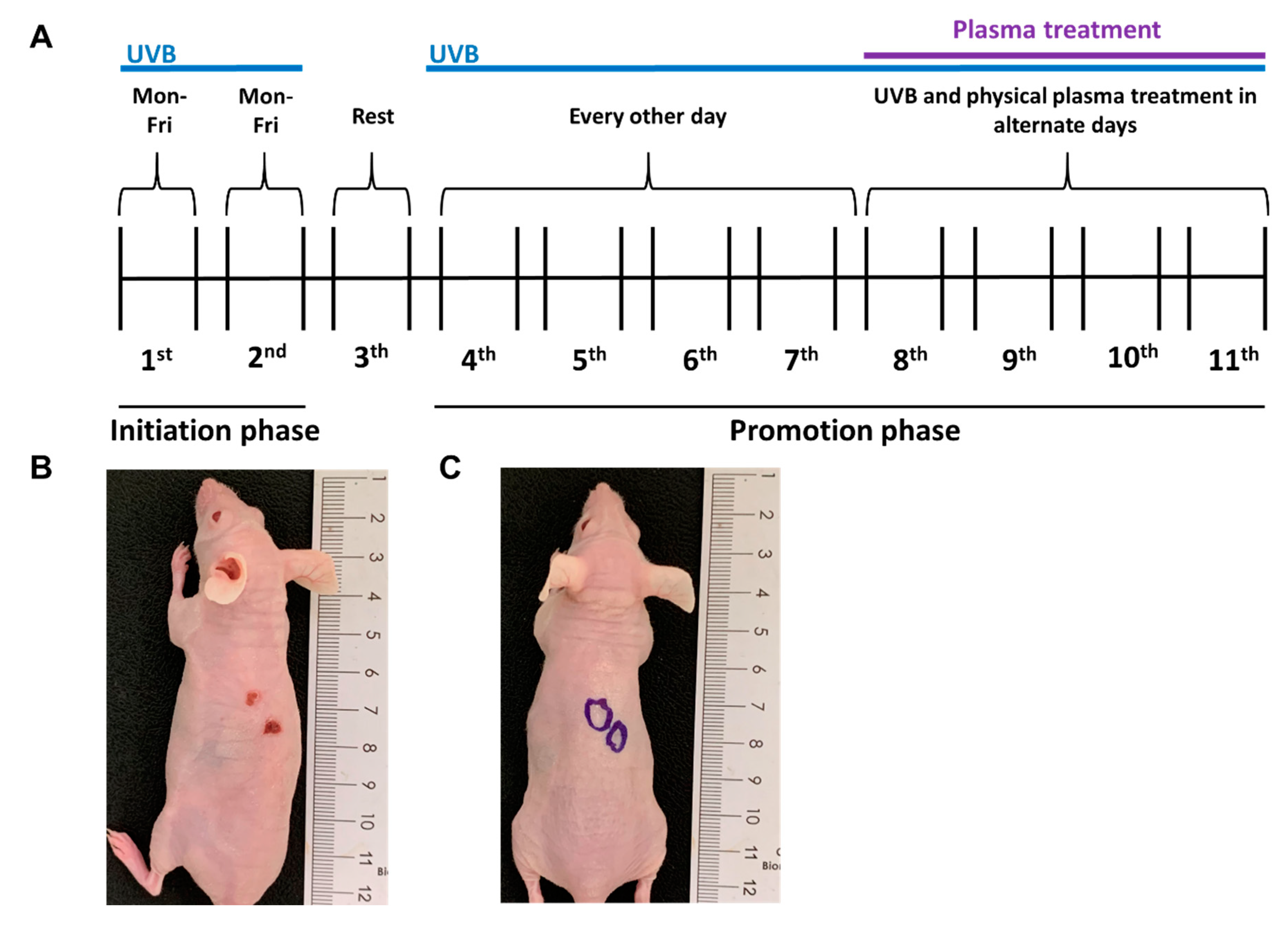 Cancers 12 01993 g002