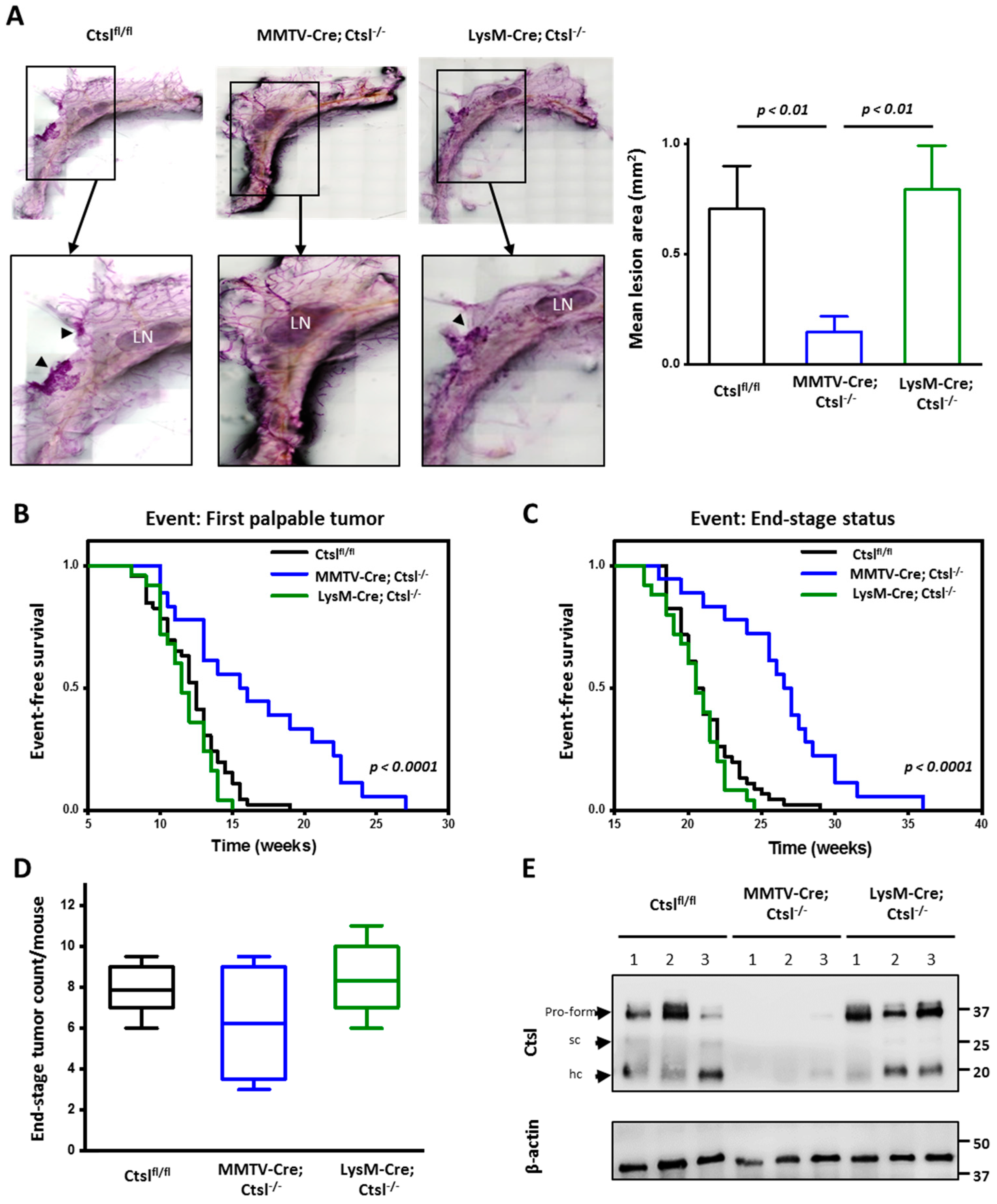 Cancers 12 02004 g001