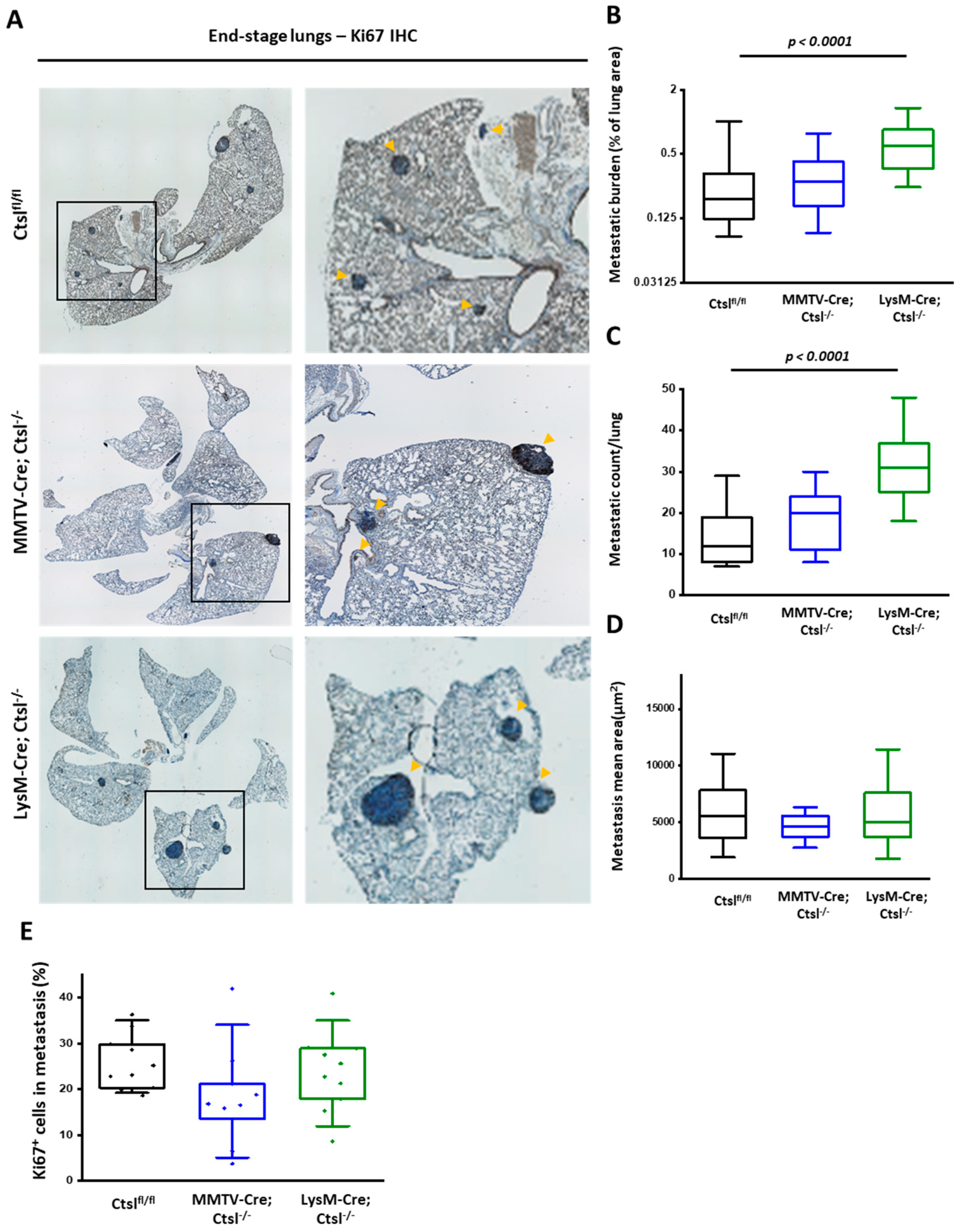 Cancers 12 02004 g003
