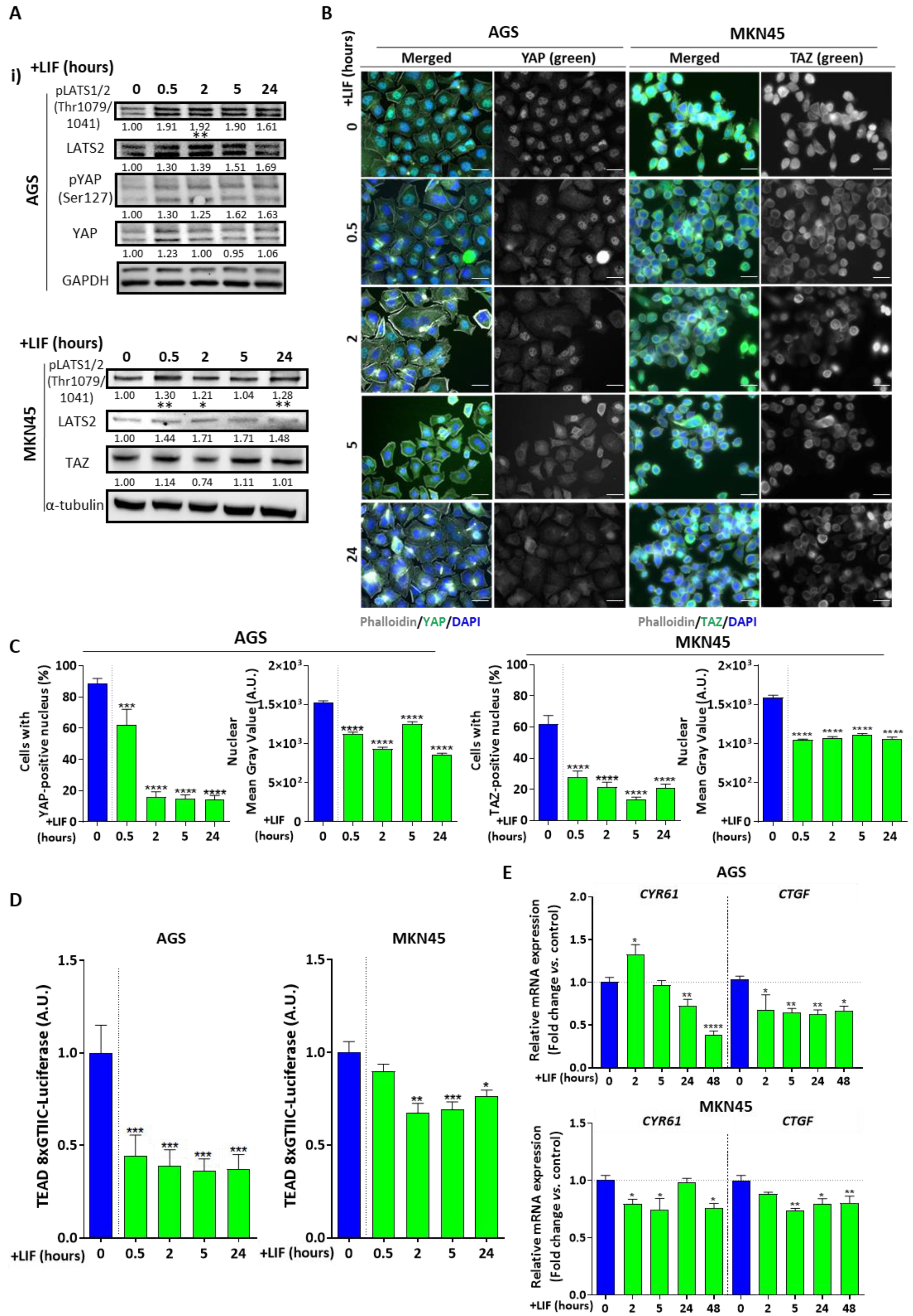 Cancers 12 02011 g004 Cancers 12 02011 g004