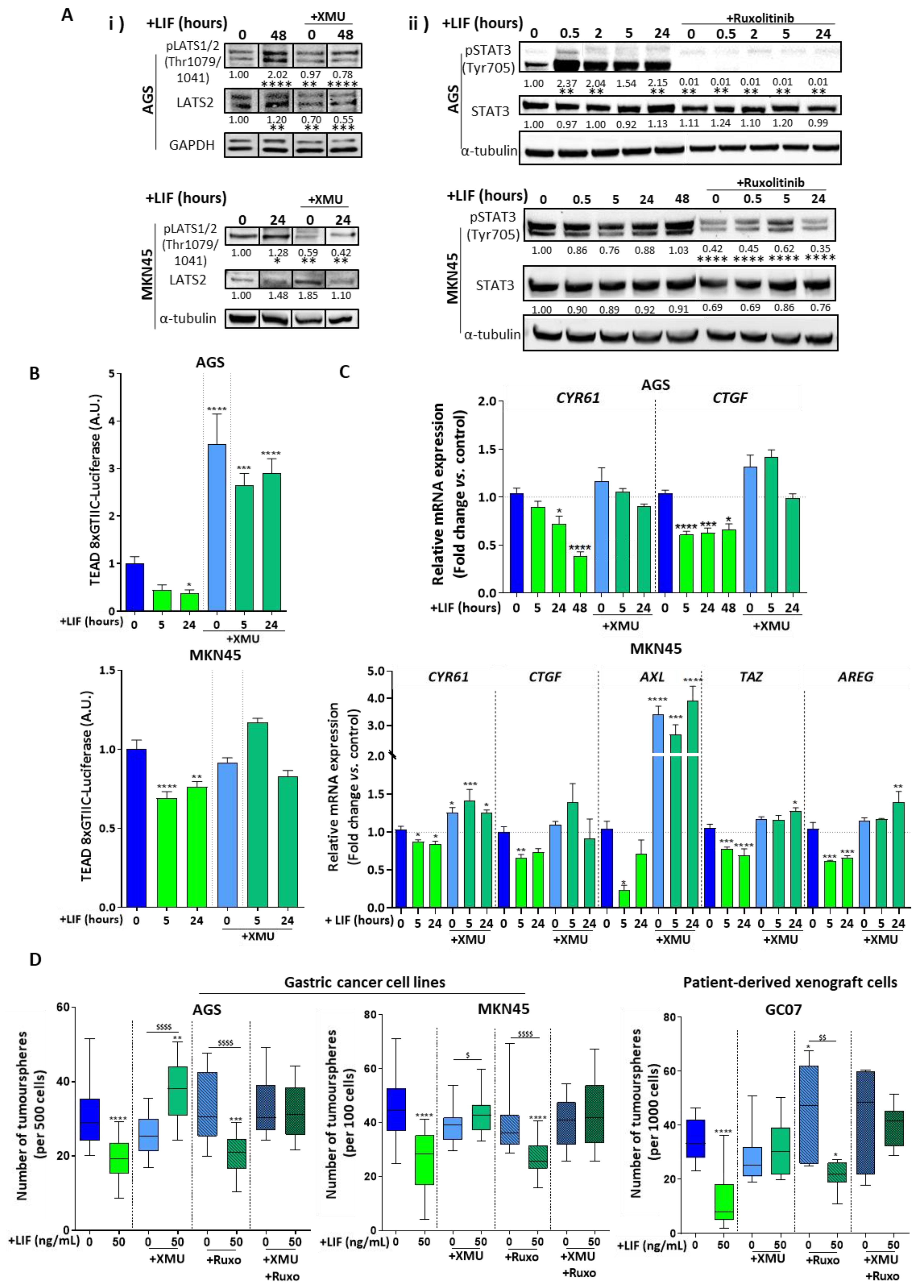 Cancers 12 02011 g005 Cancers 12 02011 g005