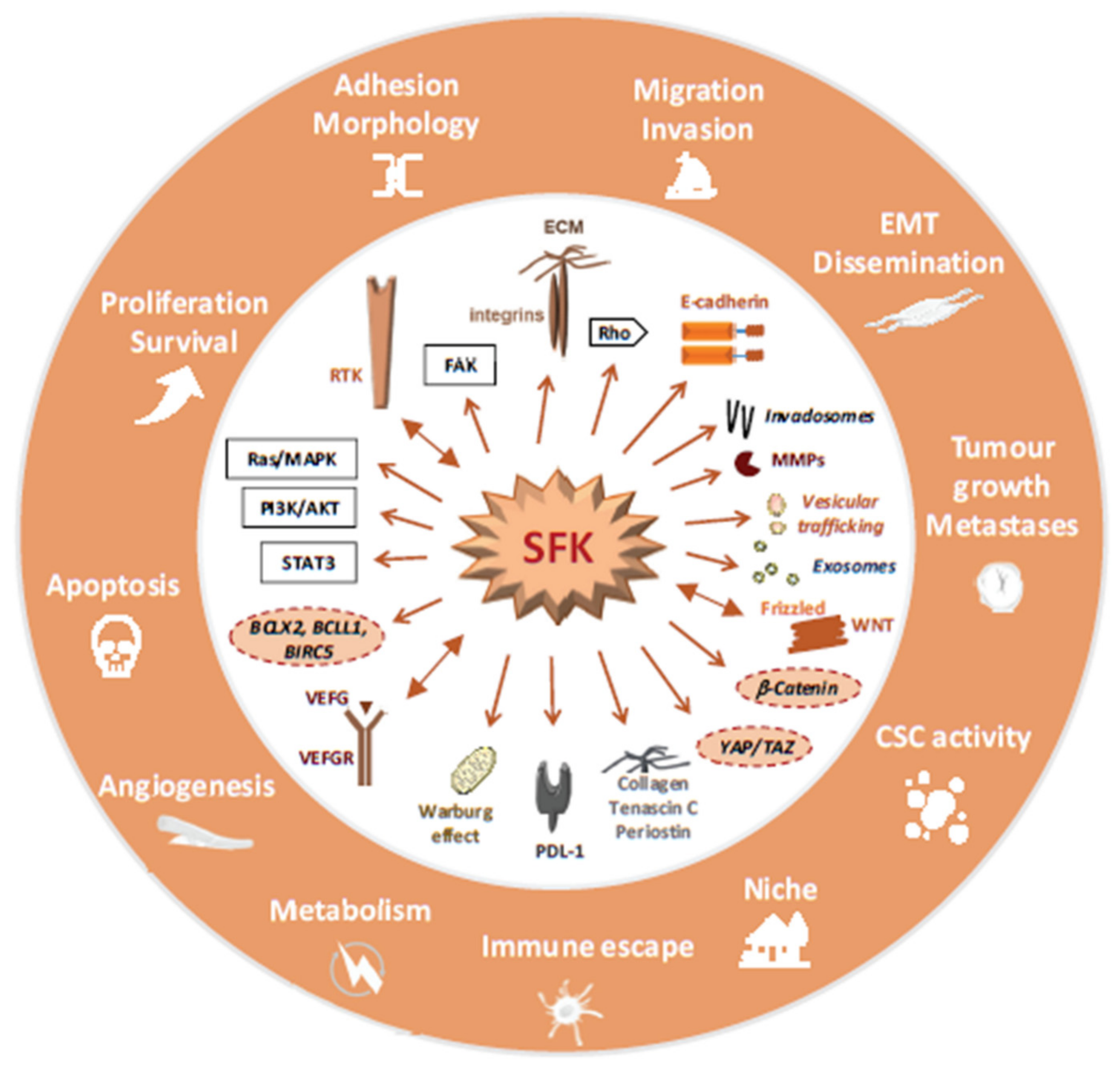 Cancers 12 02014 g003