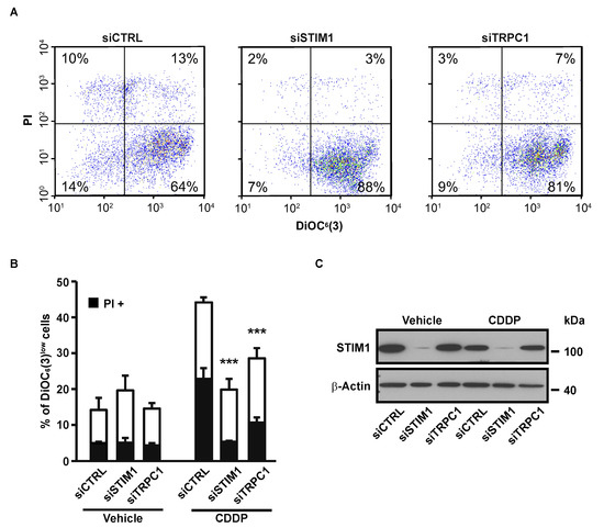 Cancers 12 02023 g001