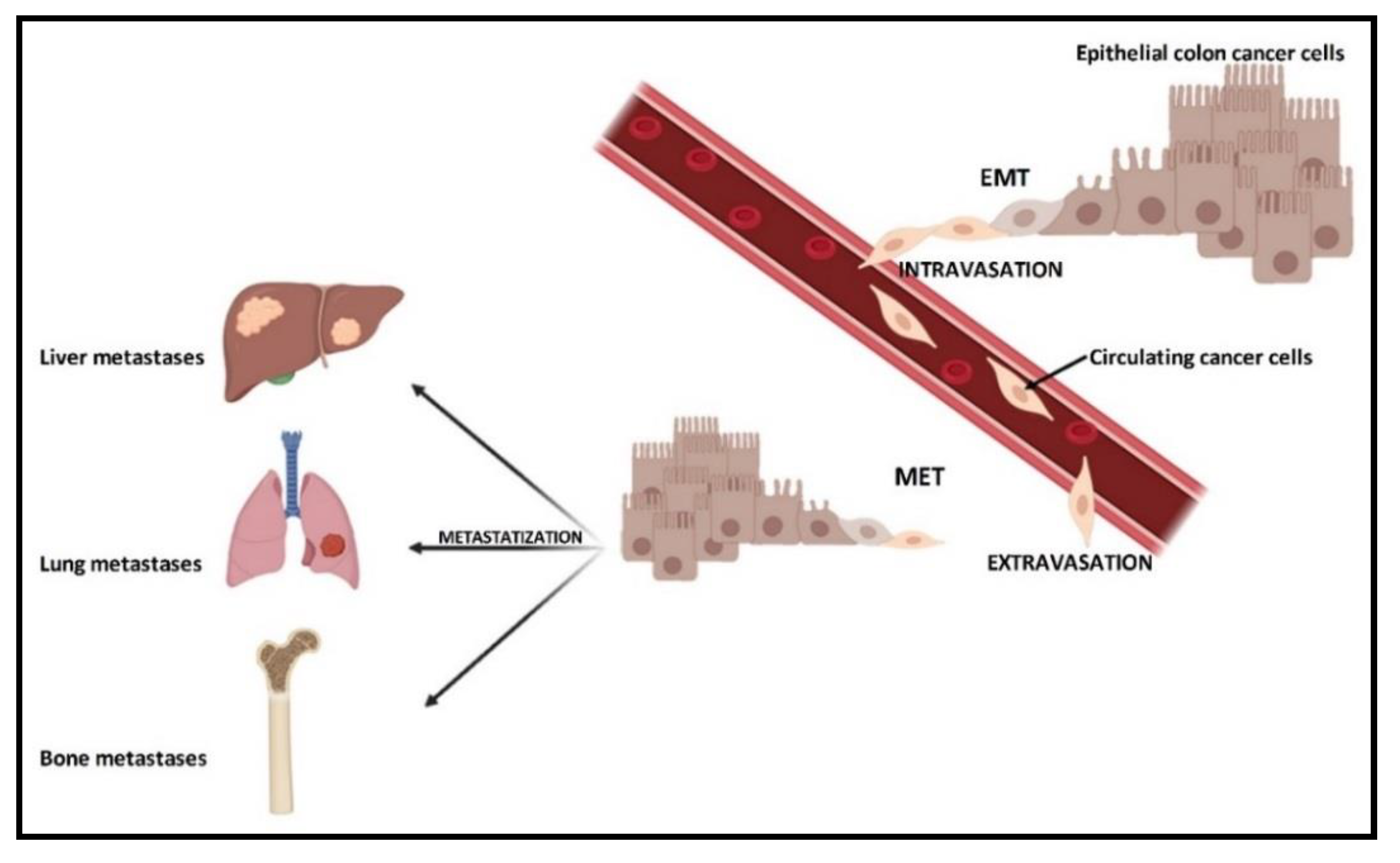 Cancers 12 02029 g001 Cancers 12 02029 g001