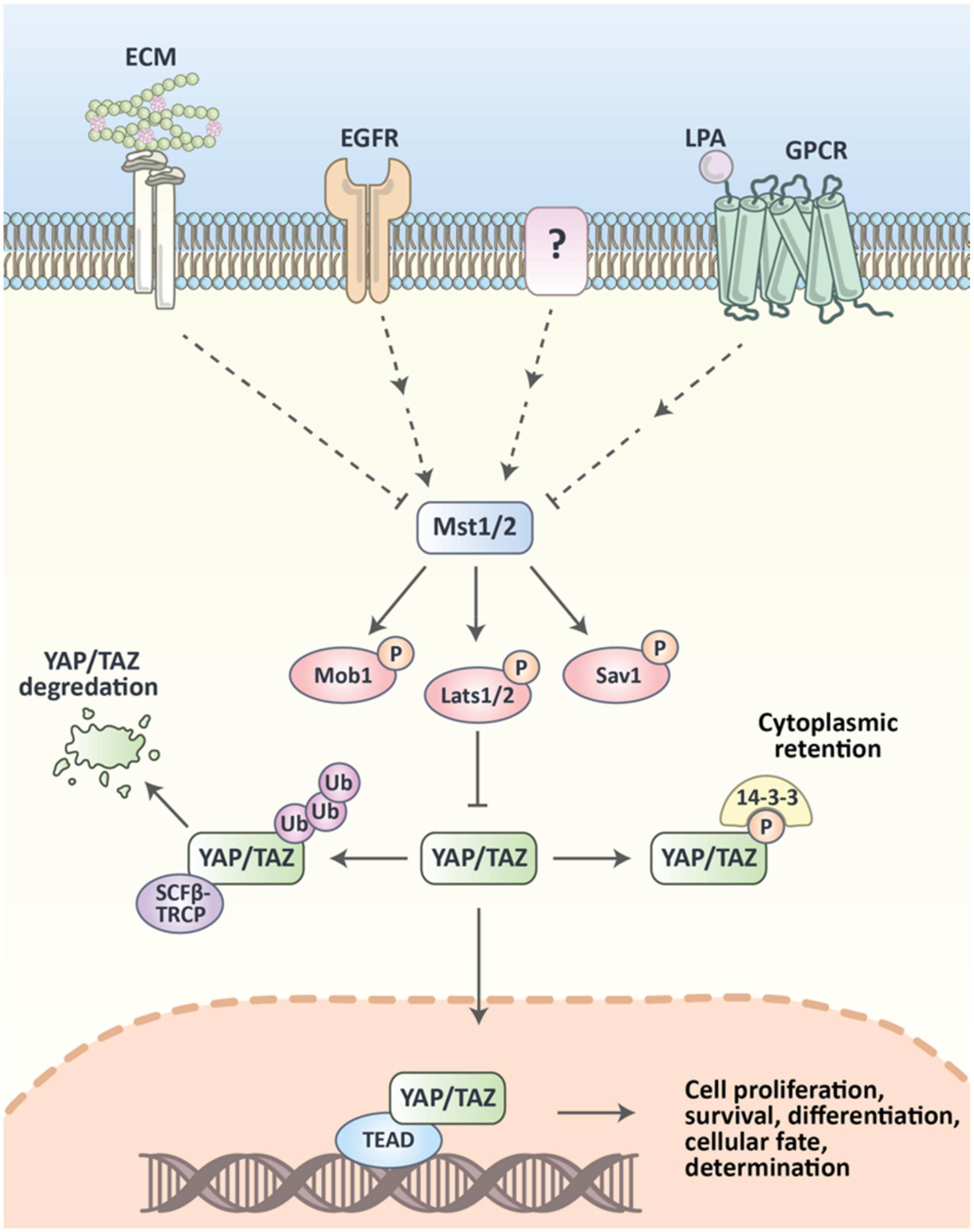 Cancers 12 02042 g001