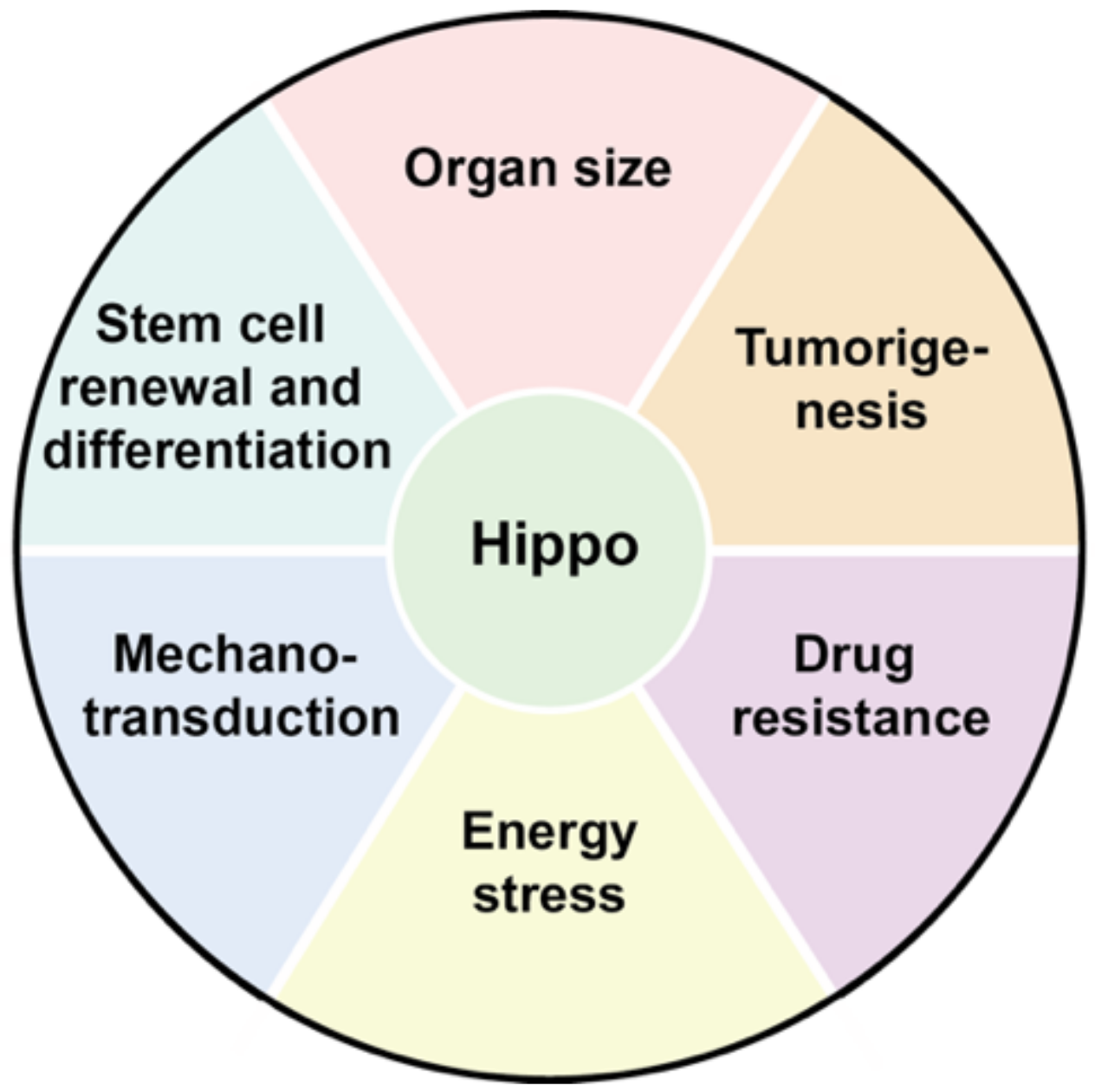 Cancers 12 02042 g002