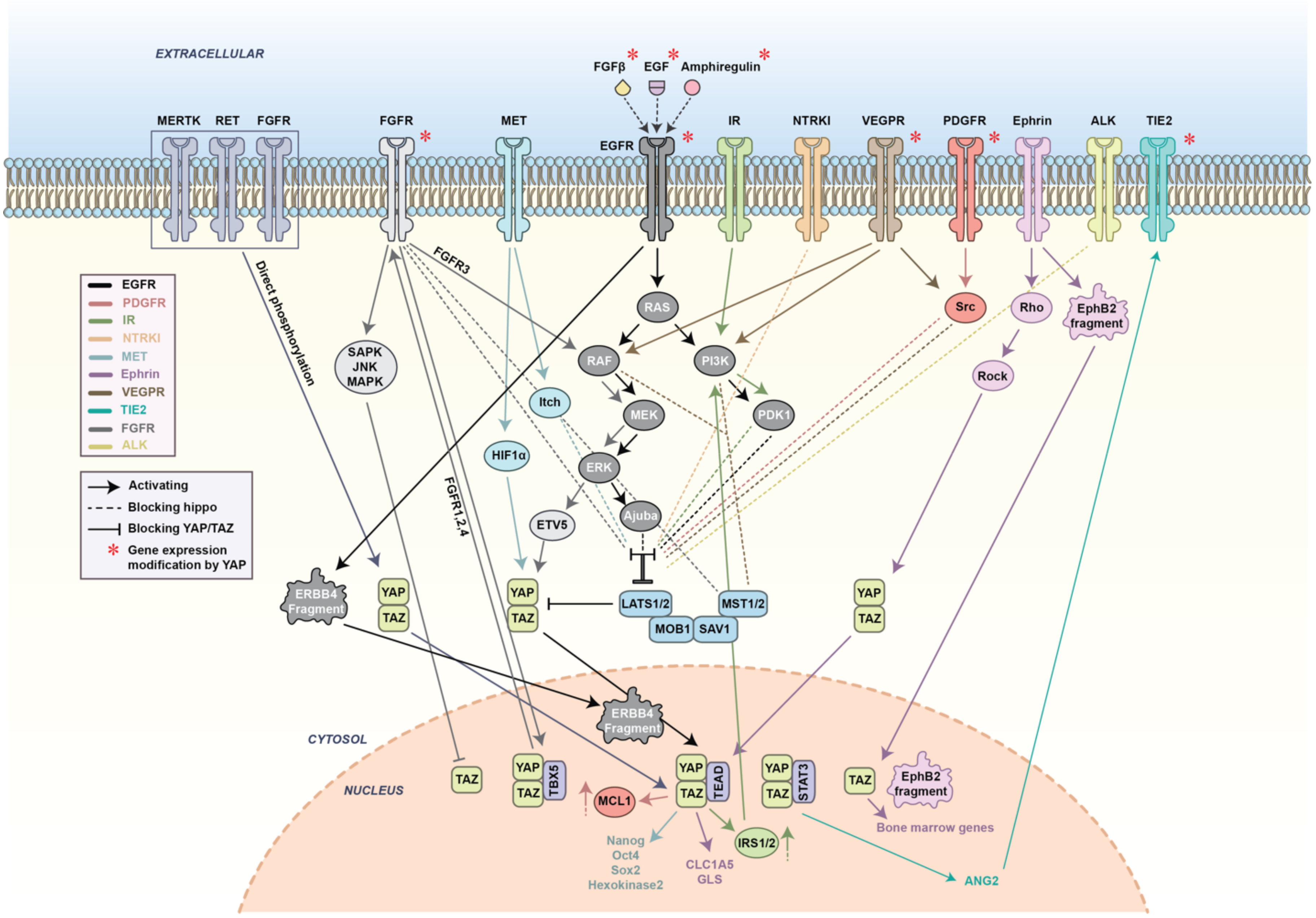 Cancers 12 02042 g004