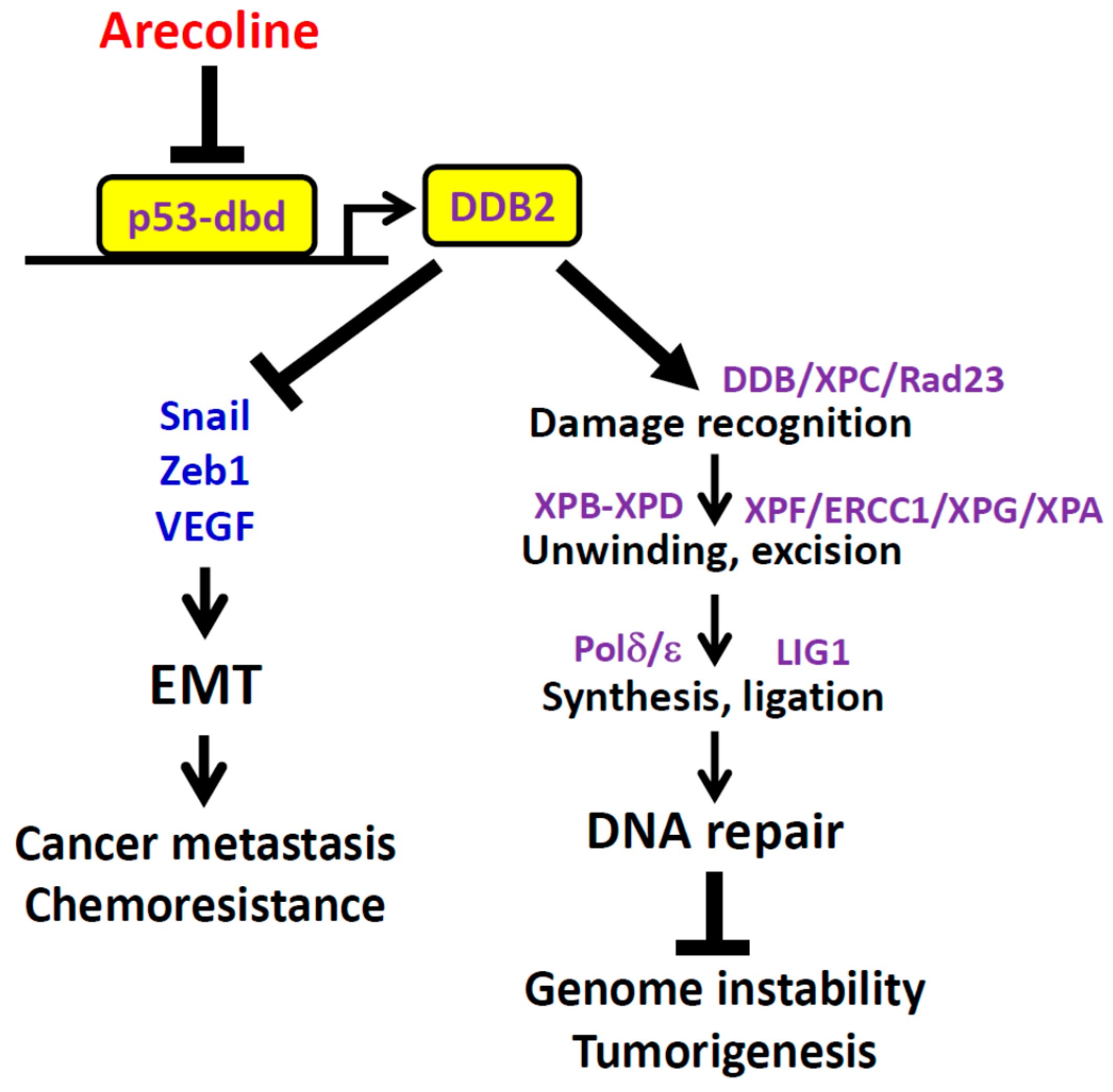 Cancers 12 02053 g008