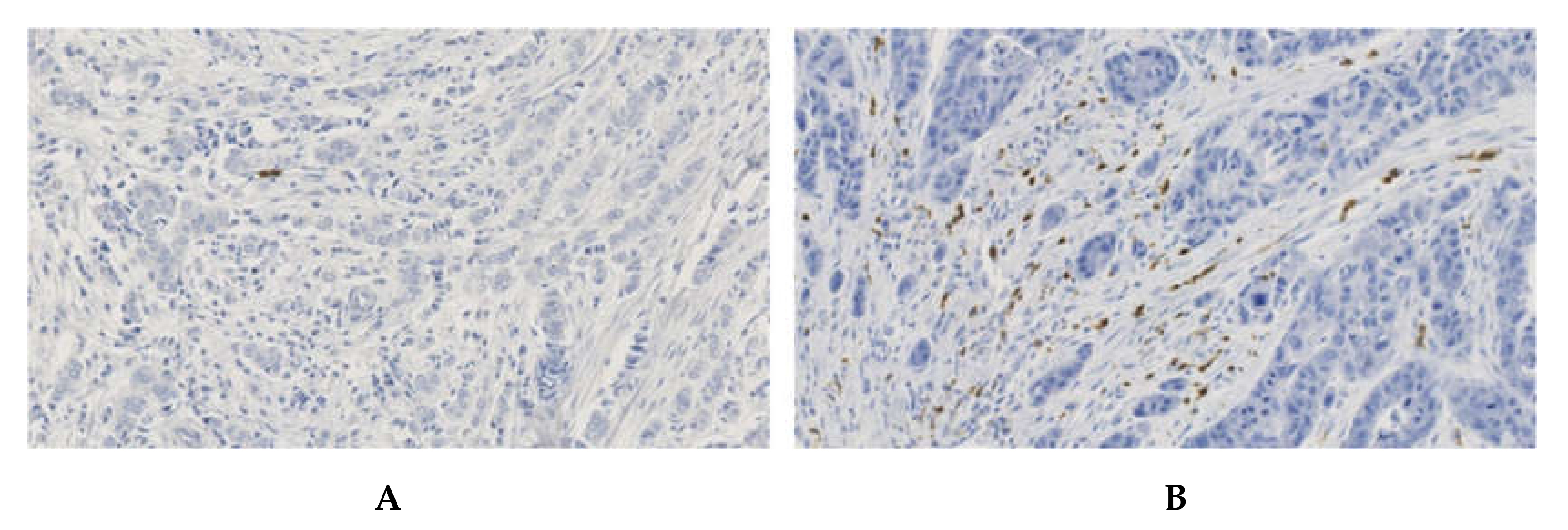 Cancers 12 02076 g003