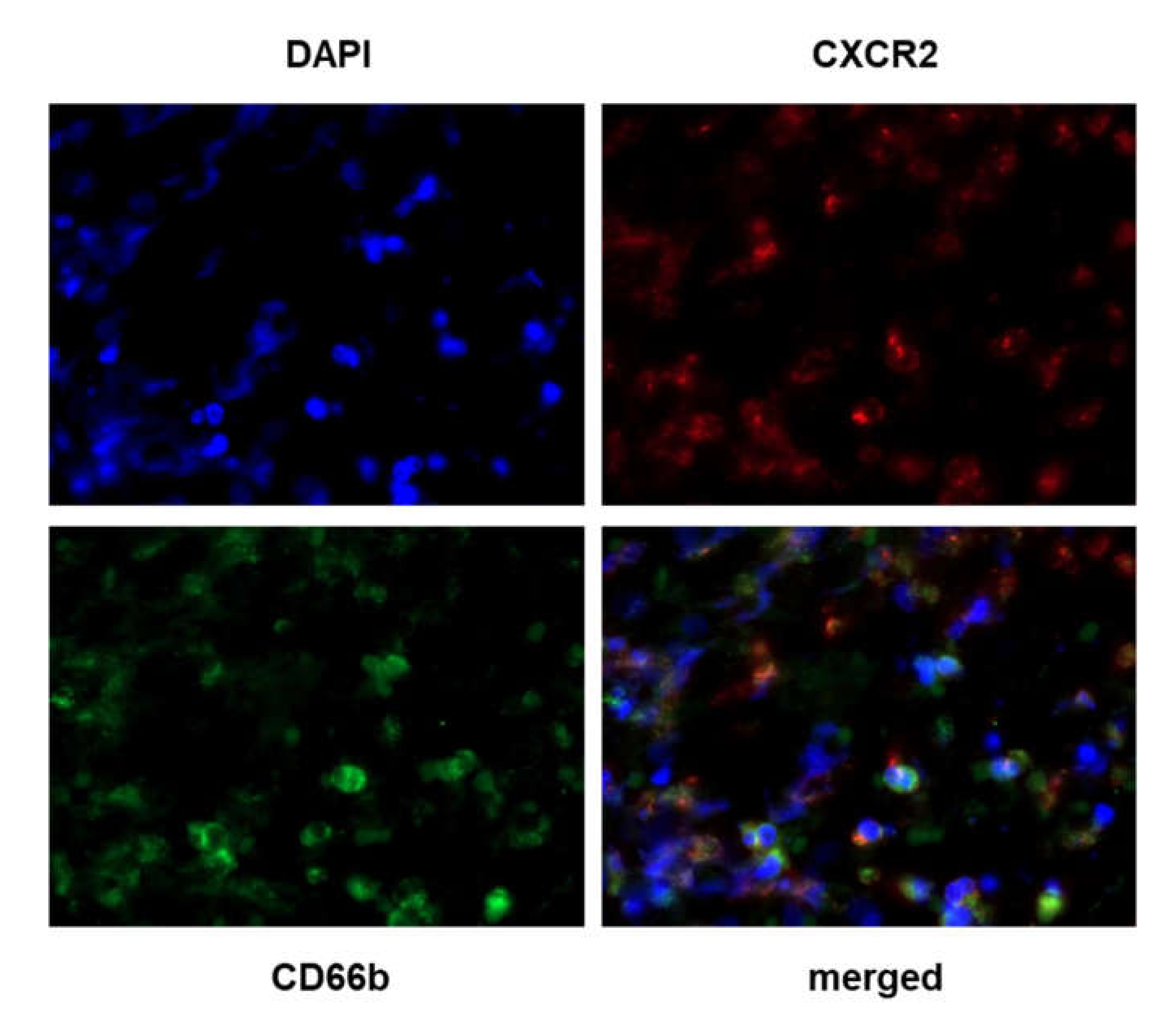 Cancers 12 02076 g004