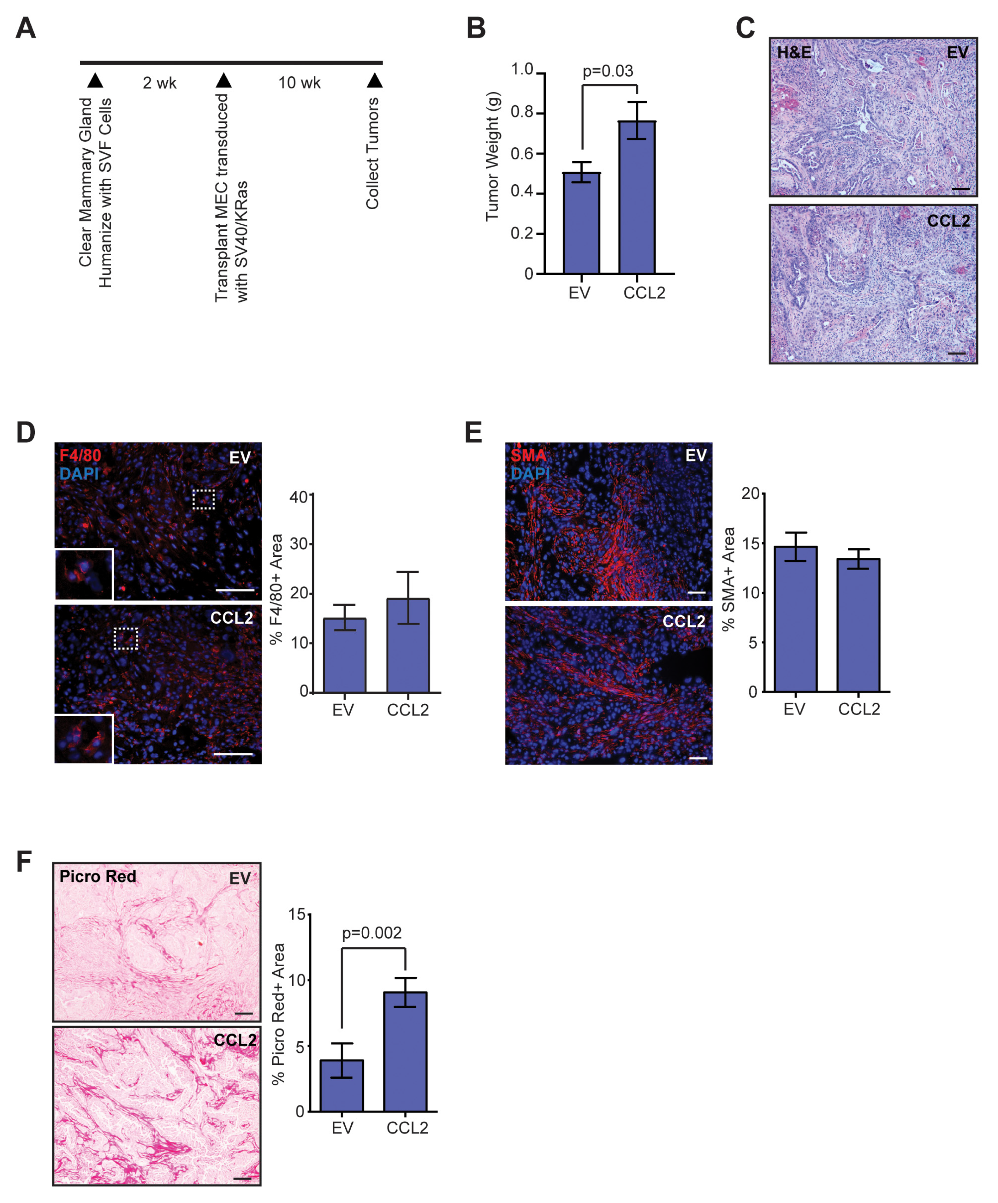 Cancers 12 02083 g001