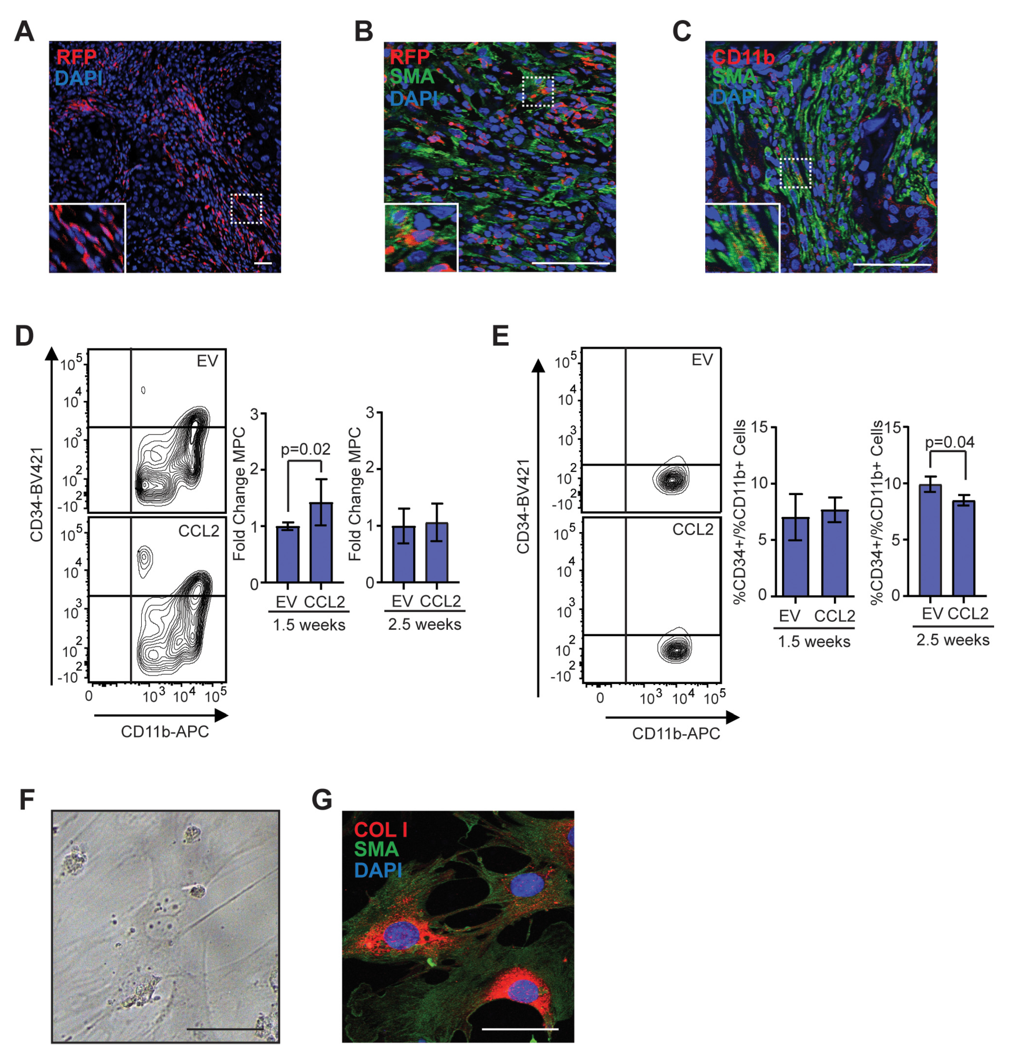 Cancers 12 02083 g004