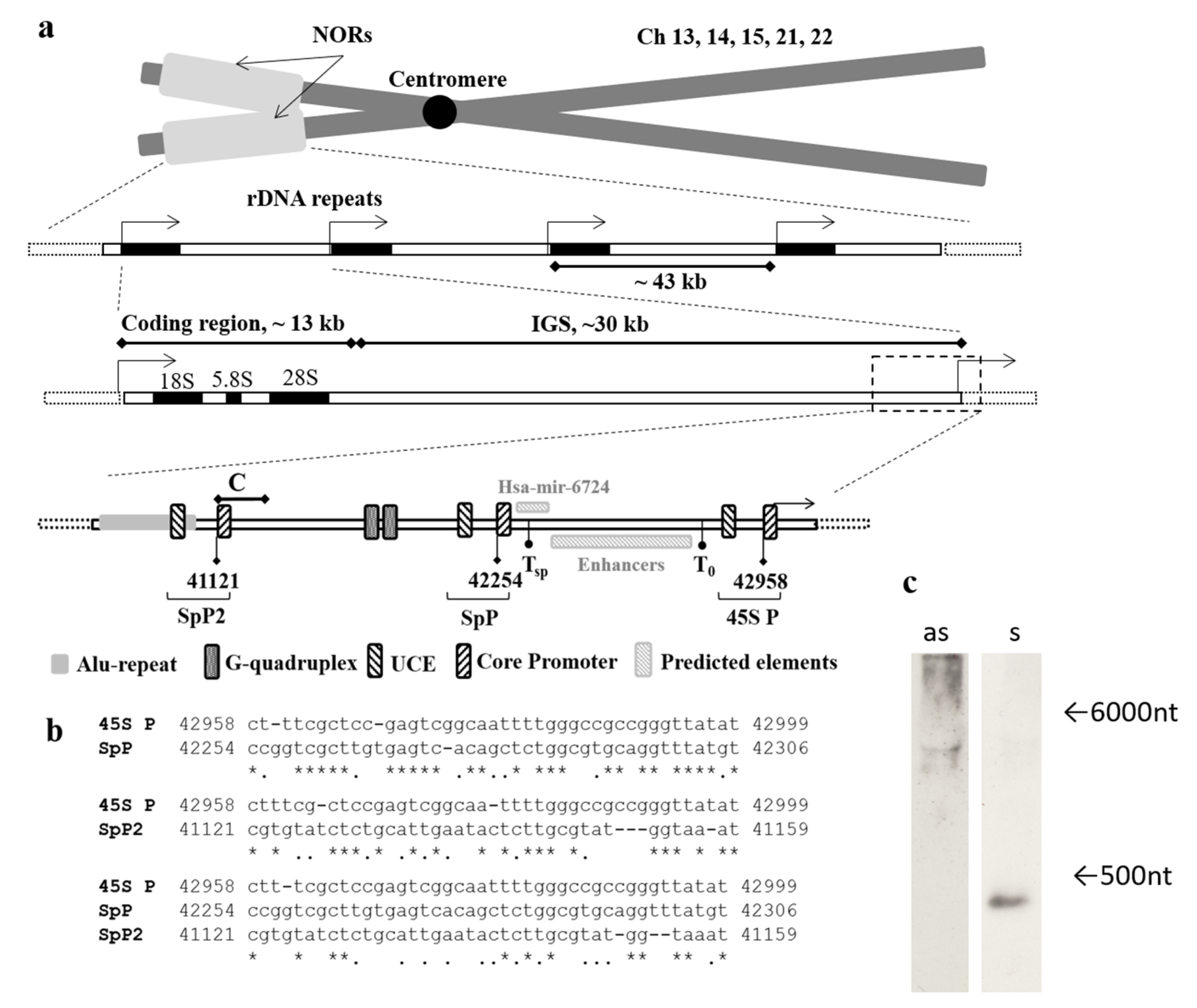 Cancers 12 02090 g001 Cancers 12 02090 g001
