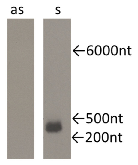 Cancers 12 02090 g0a1