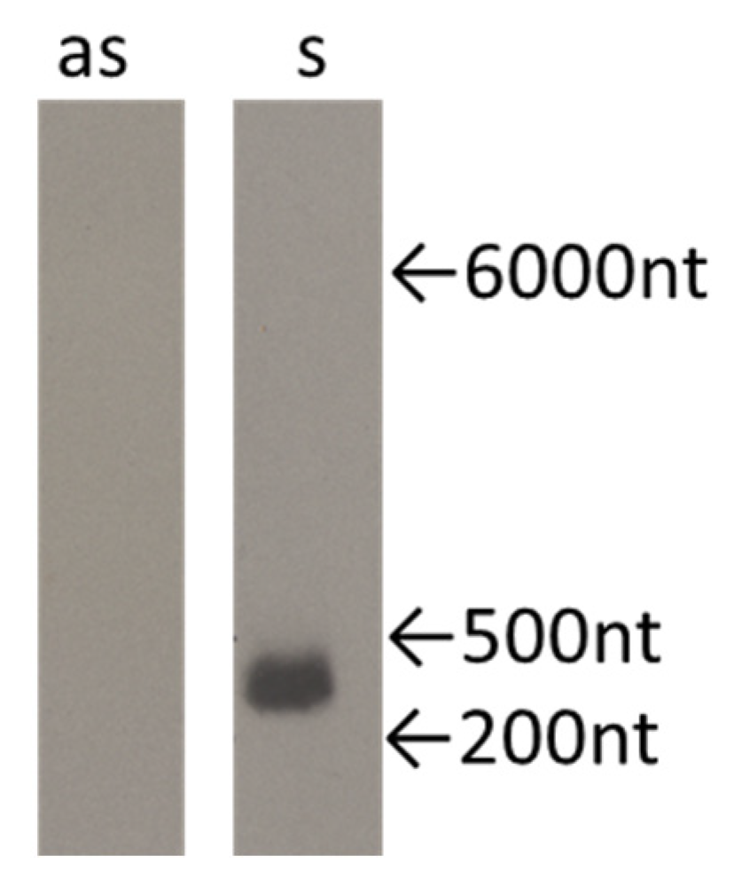 Cancers 12 02090 g0a1 Cancers 12 02090 g0a1