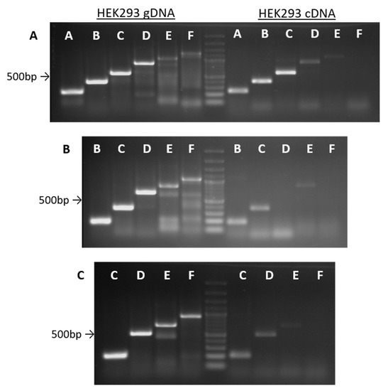 Cancers 12 02090 g0a2