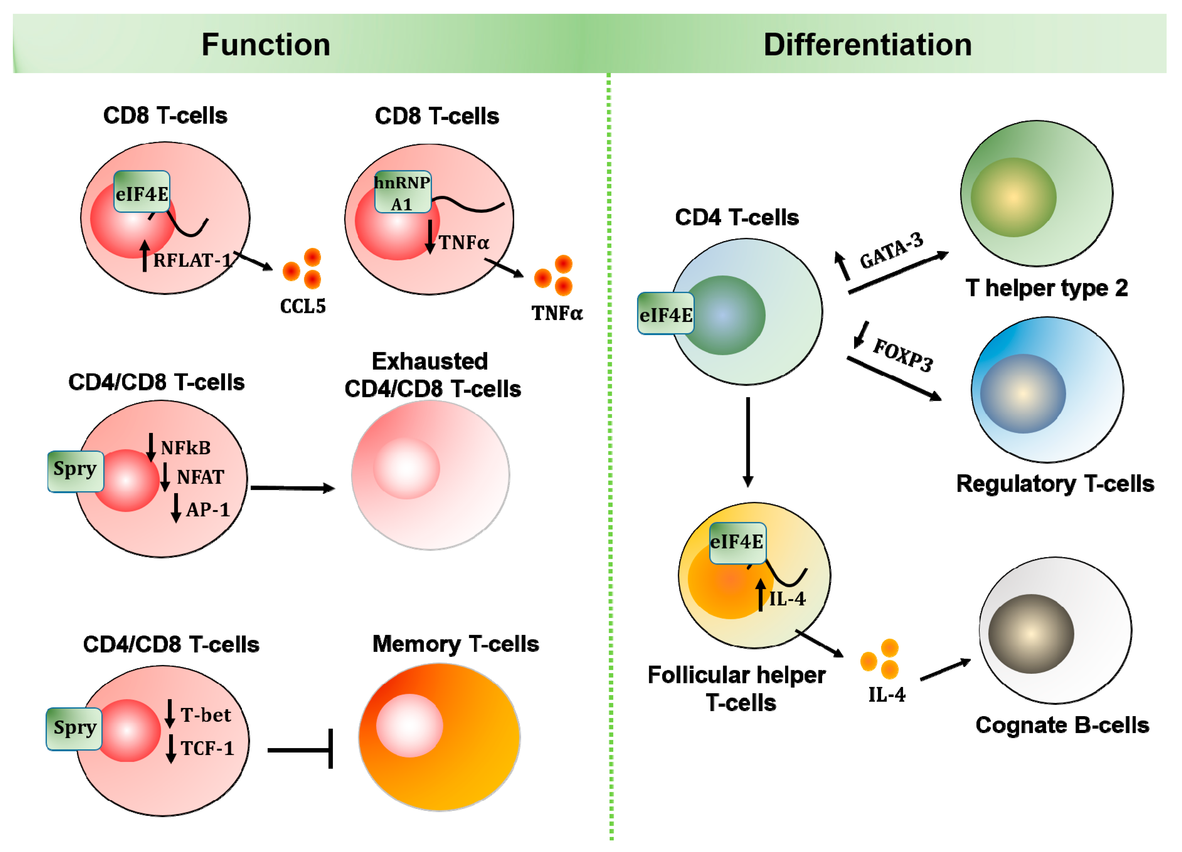 Cancers 12 02096 g002
