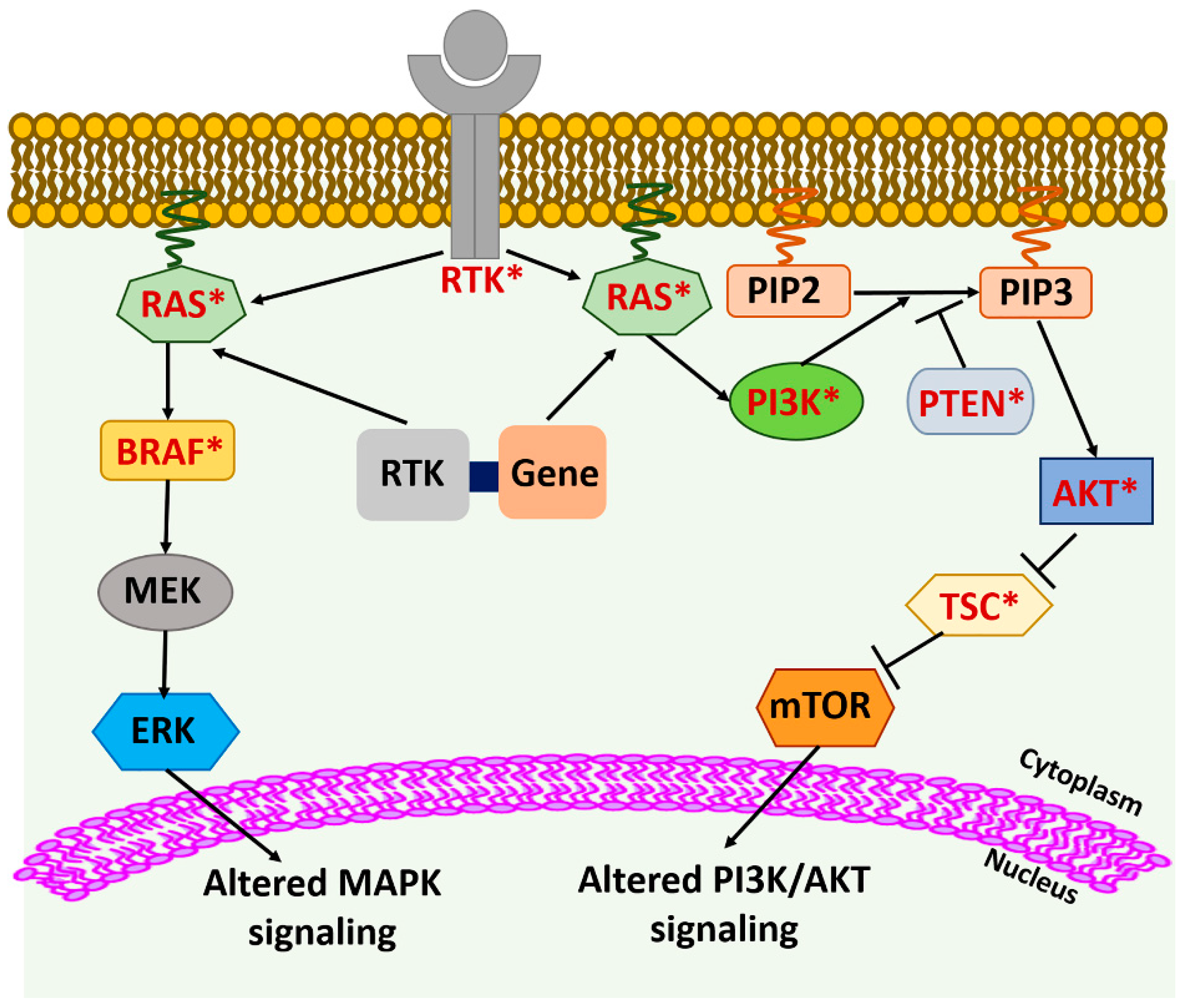 Novel Targeted Therapies for Metastatic Thyroid Cancer—A Comprehensive ...