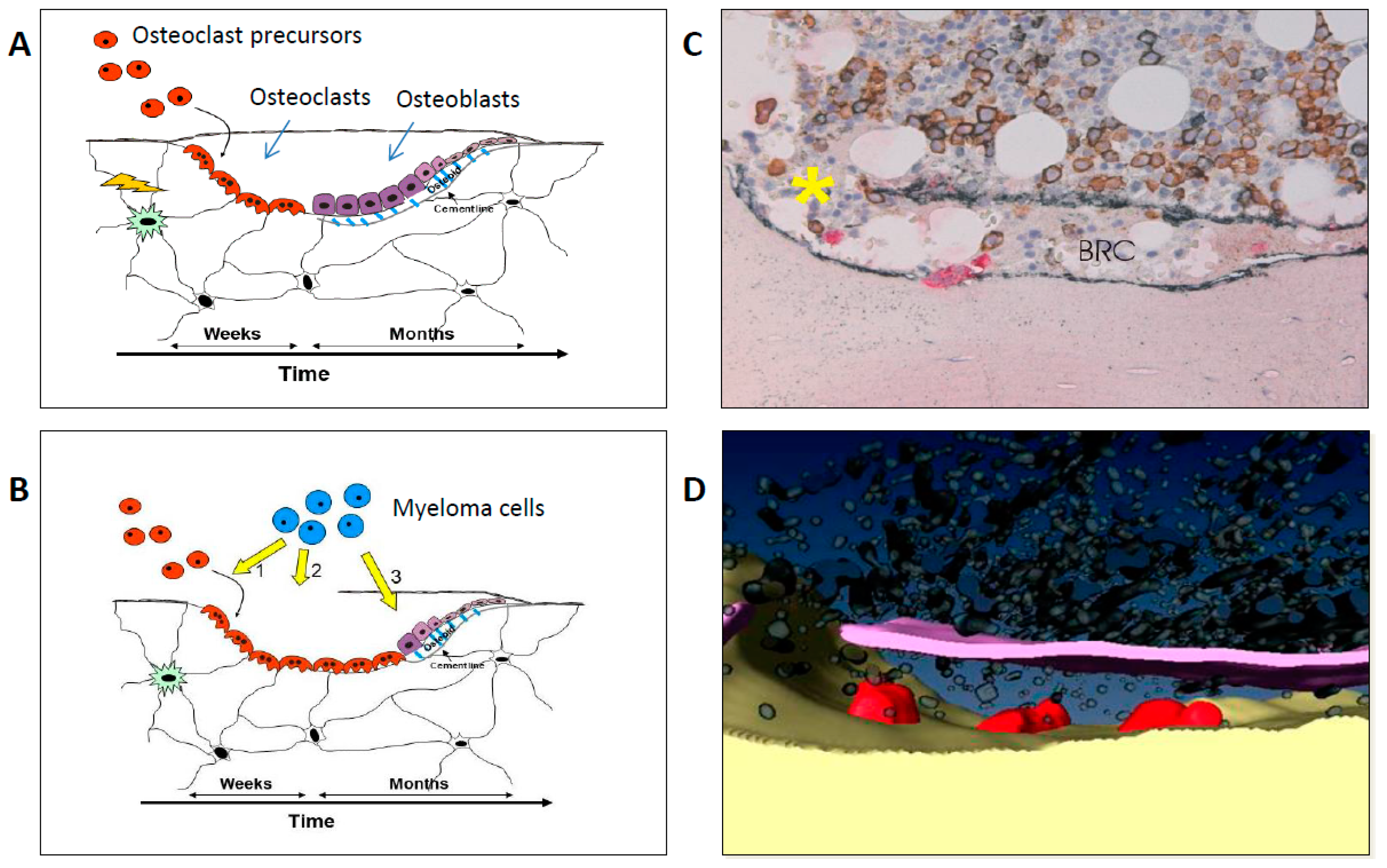Cancers 12 02113 g001