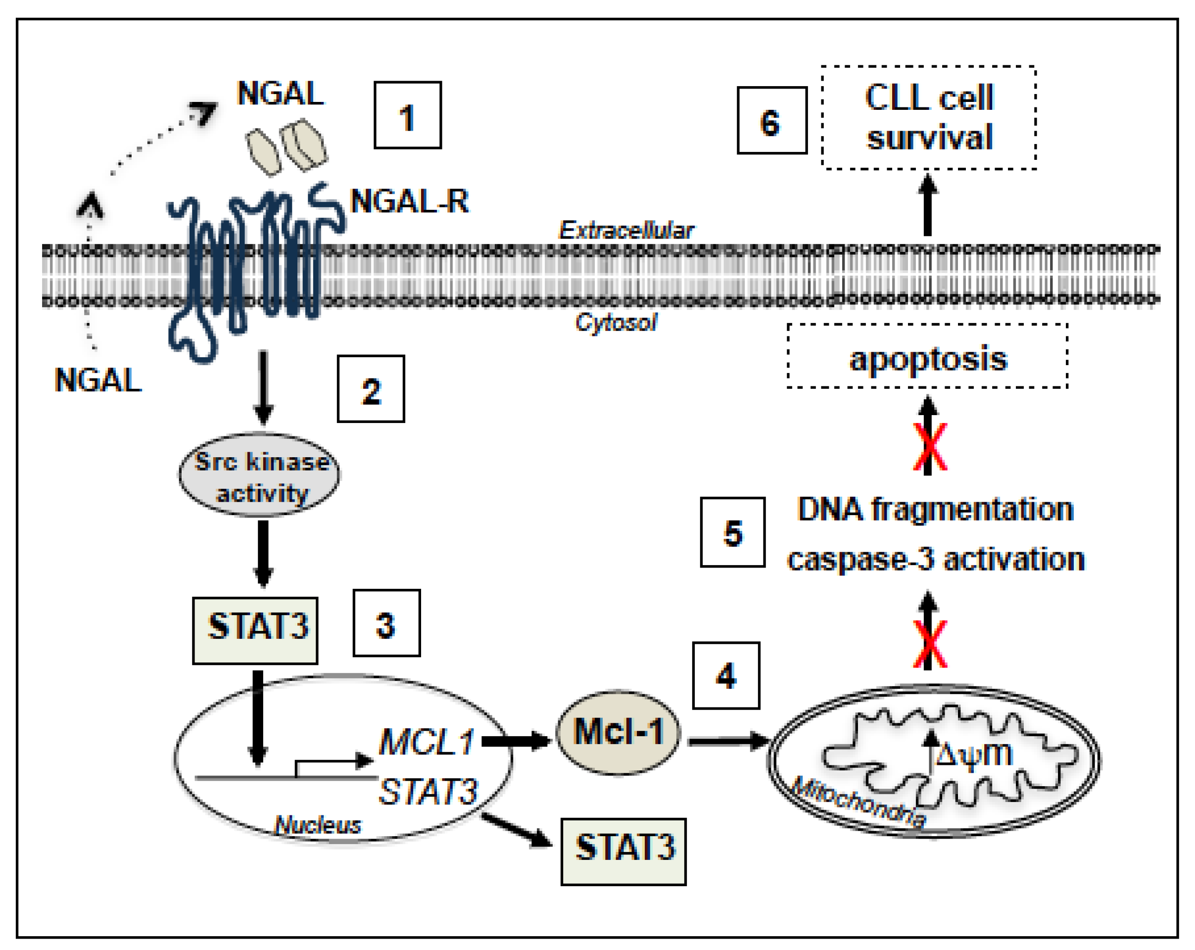 Cancers 12 02124 g008