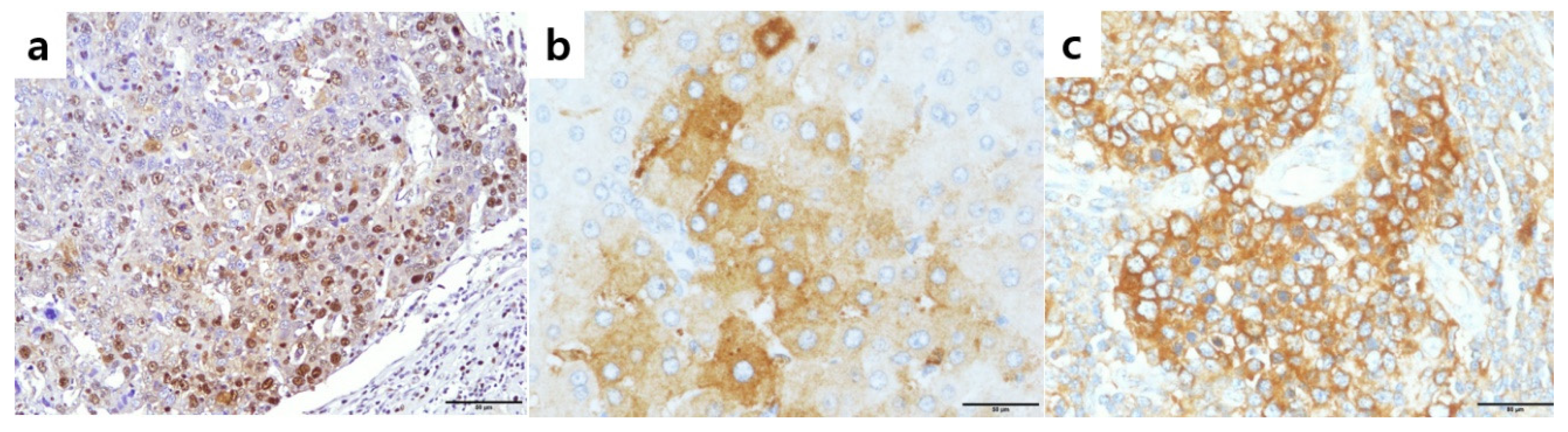 Cancers 12 02128 g001 Cancers 12 02128 g001