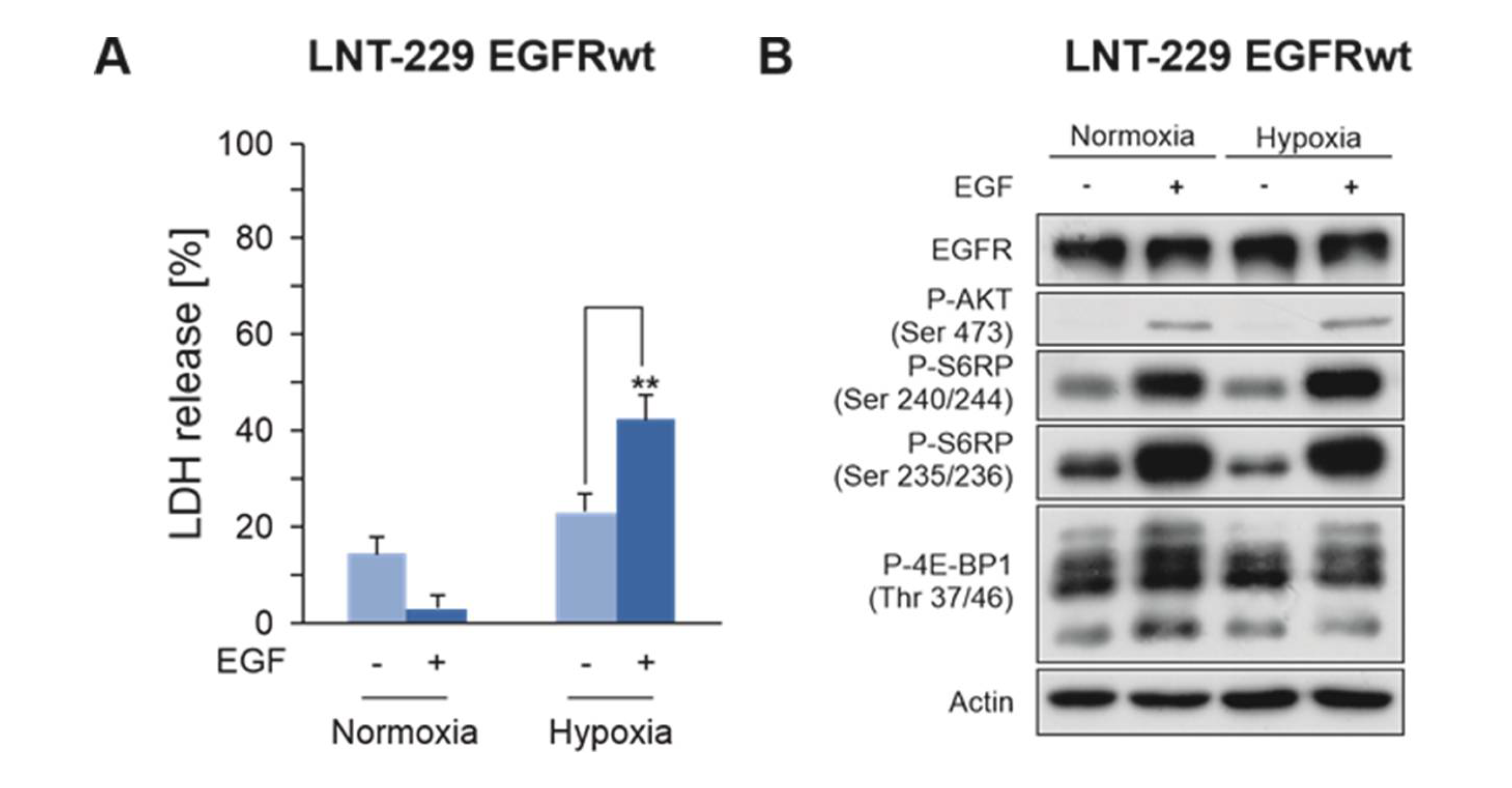 Cancers 12 02144 g003 Cancers 12 02144 g003