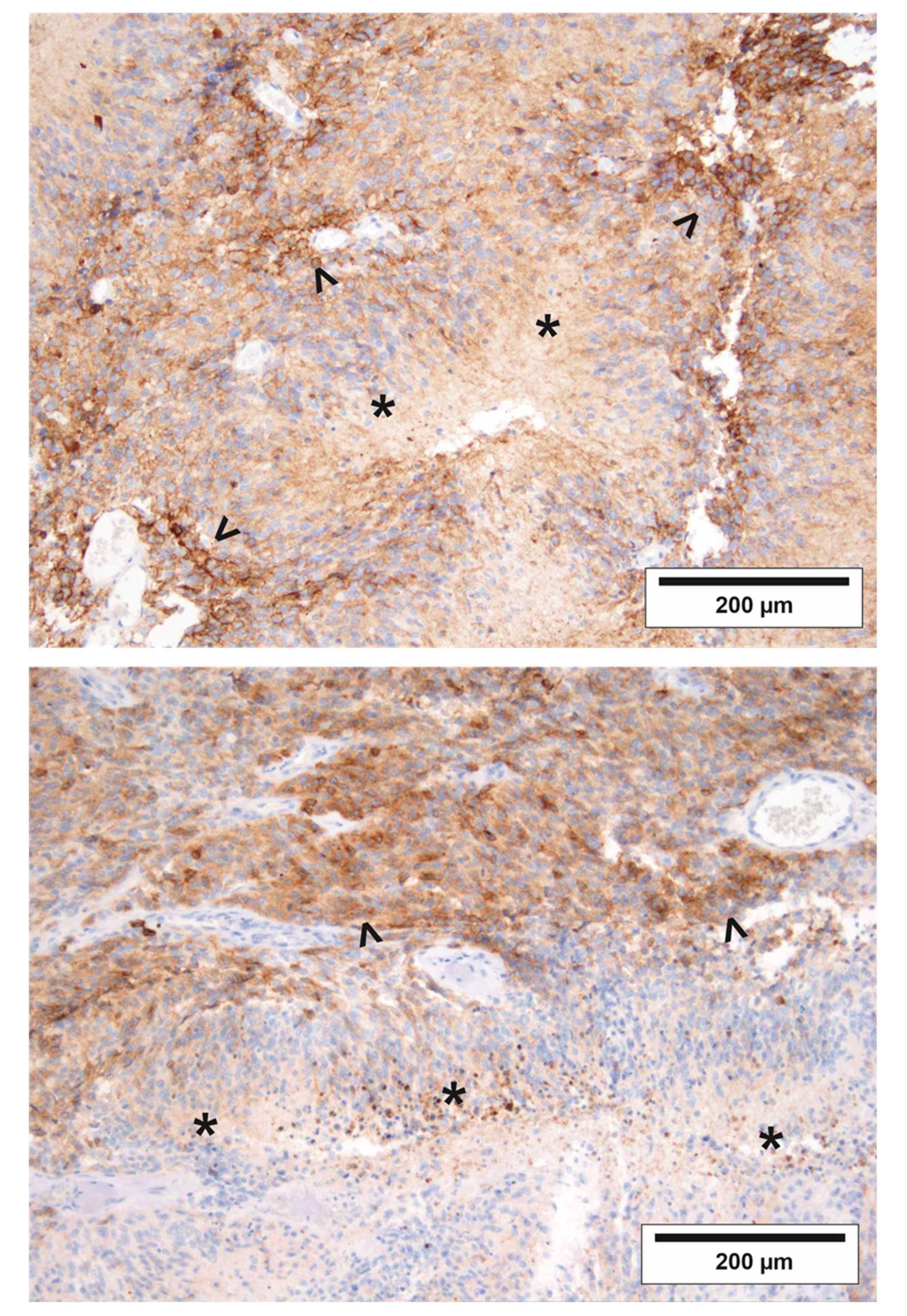 Cancers 12 02144 g005 Cancers 12 02144 g005