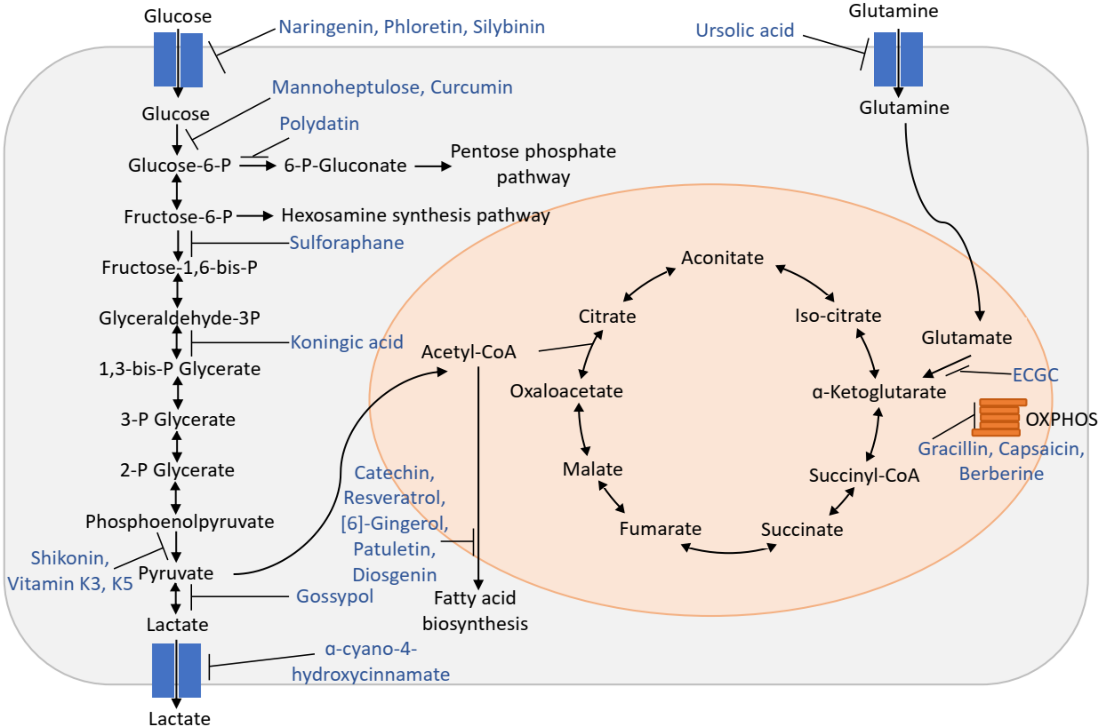 Cancers 12 02147 g001 Cancers 12 02147 g001
