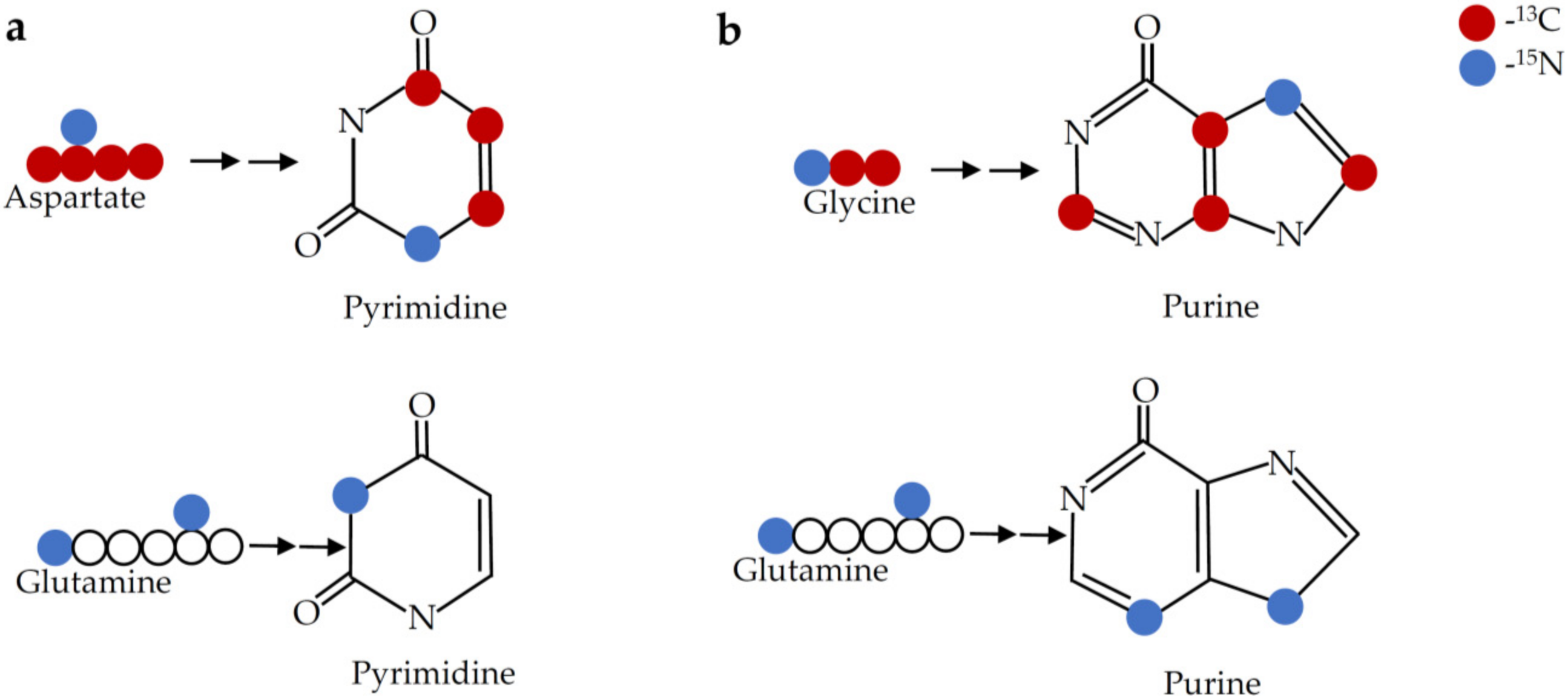 Cancers 12 02147 g004 Cancers 12 02147 g004