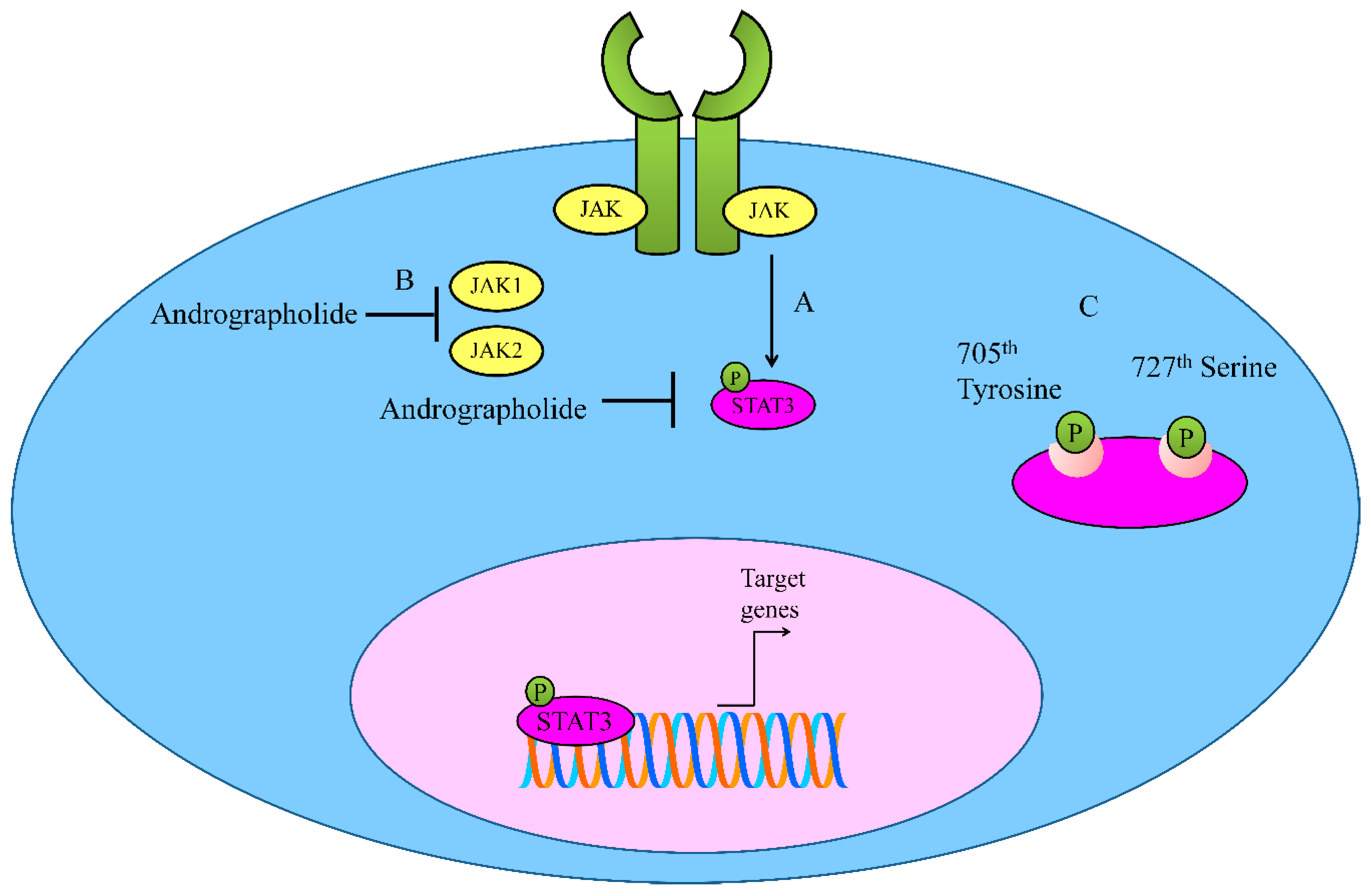 Cancers 12 02159 g002 Cancers 12 02159 g002