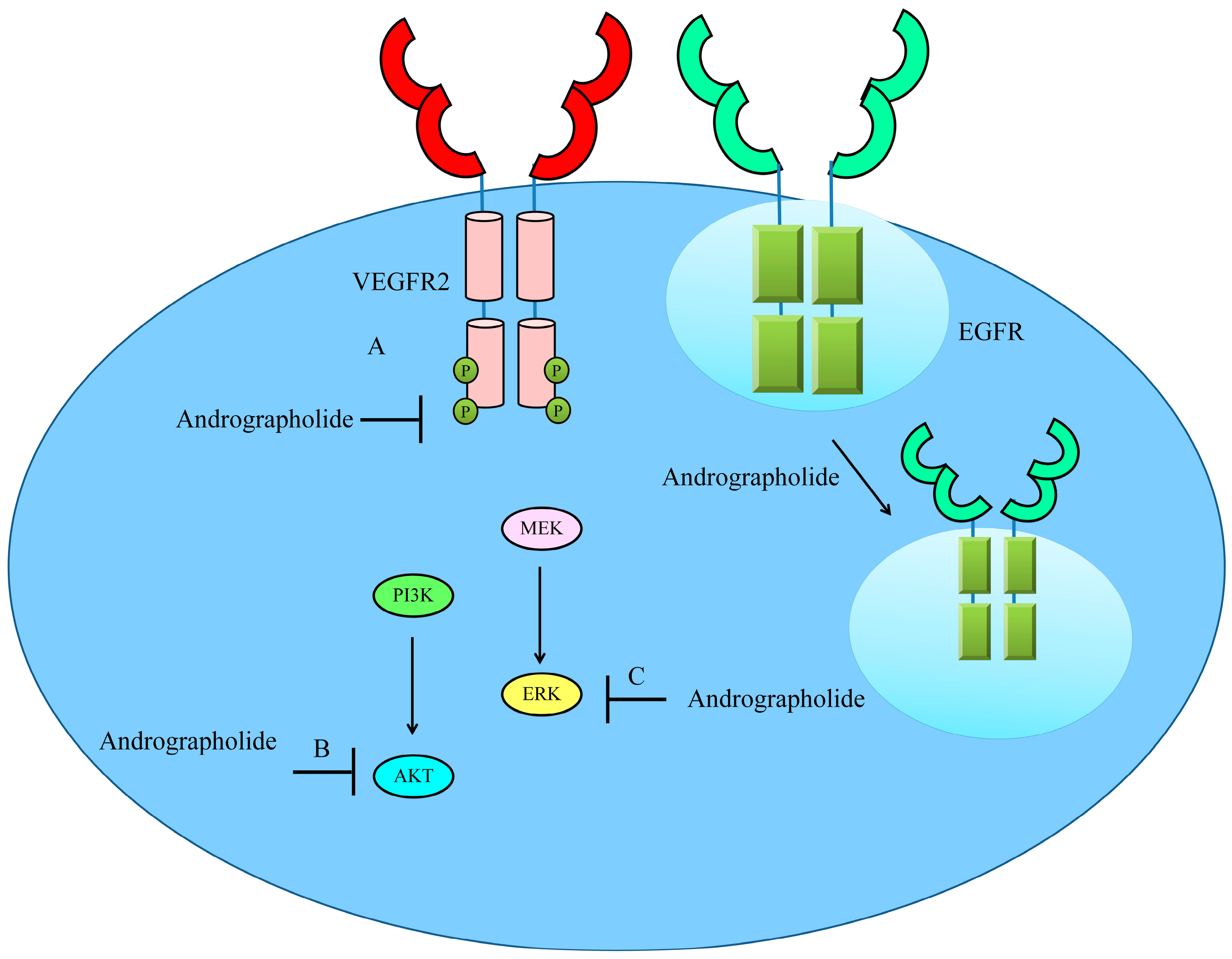 Cancers 12 02159 g004 Cancers 12 02159 g004