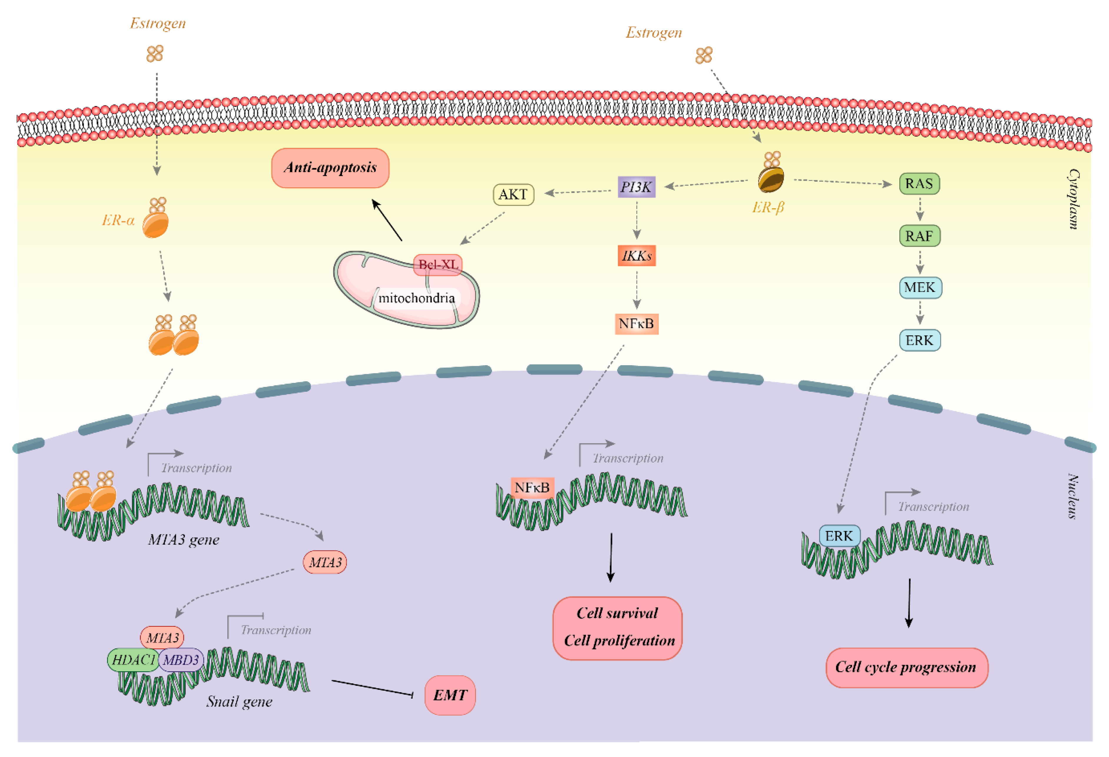 Cancers 12 02162 g001