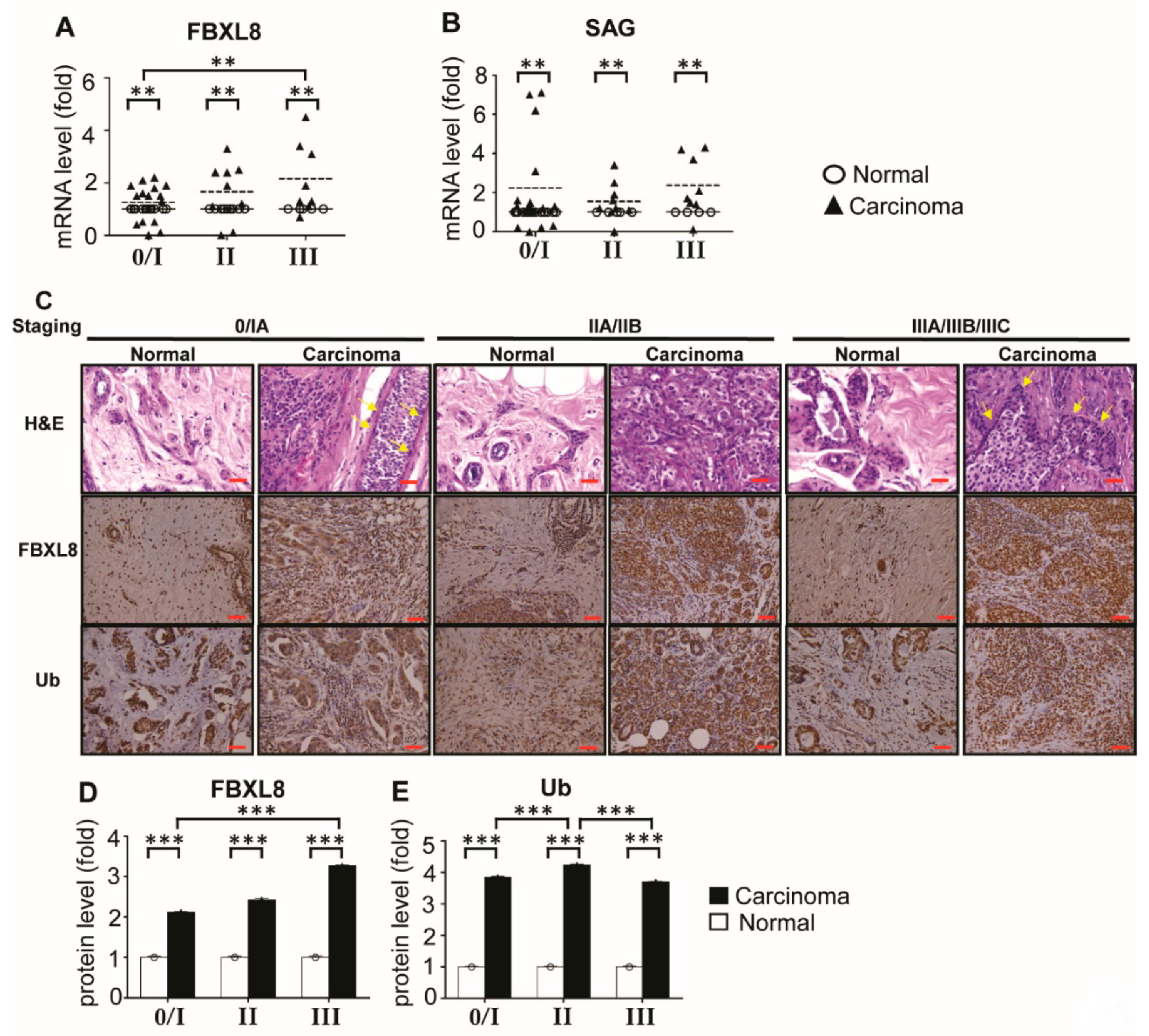 Cancers 12 02210 g002 Cancers 12 02210 g002