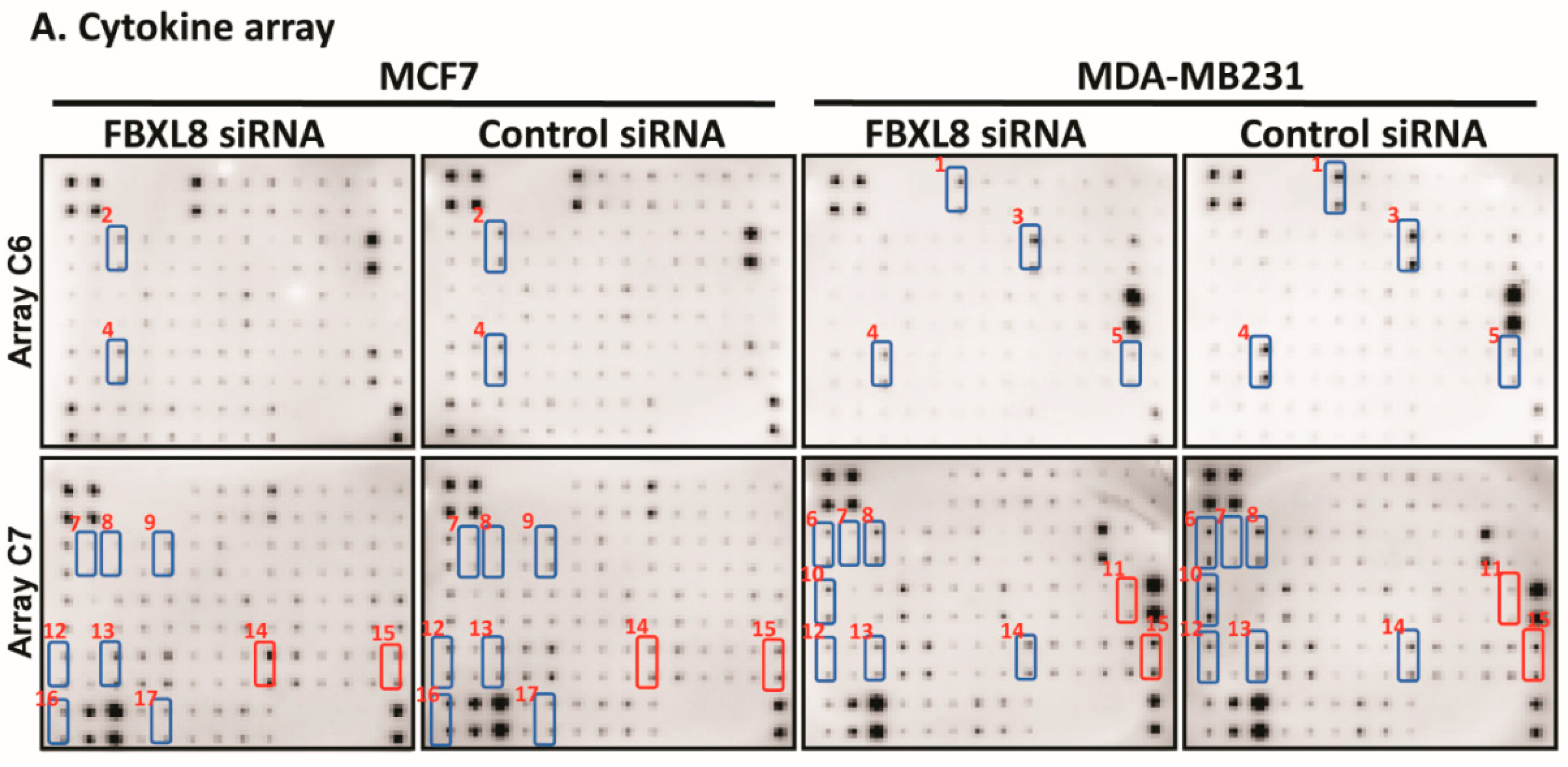 Cancers 12 02210 g005a Cancers 12 02210 g005a