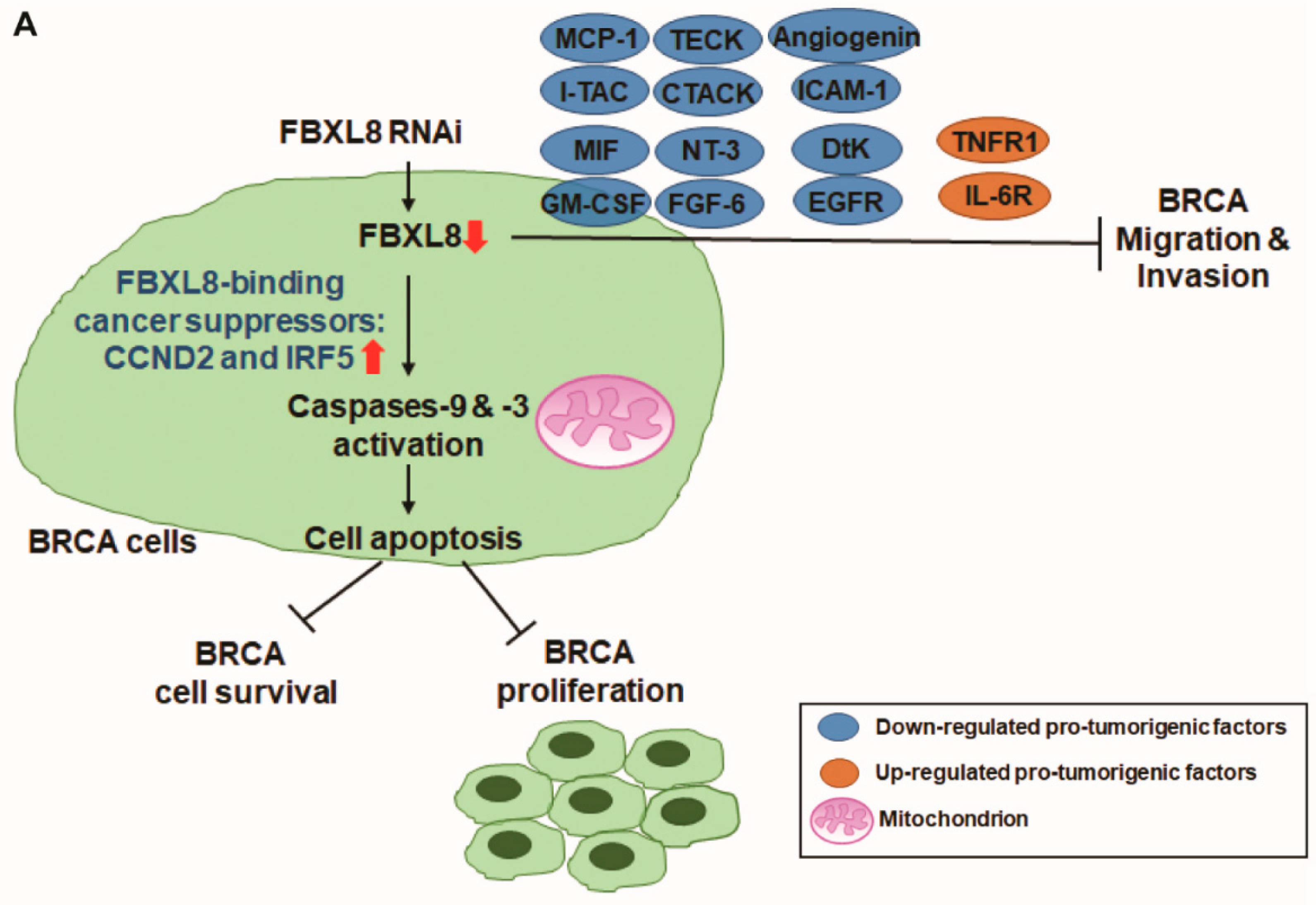 Cancers 12 02210 g007a Cancers 12 02210 g007a